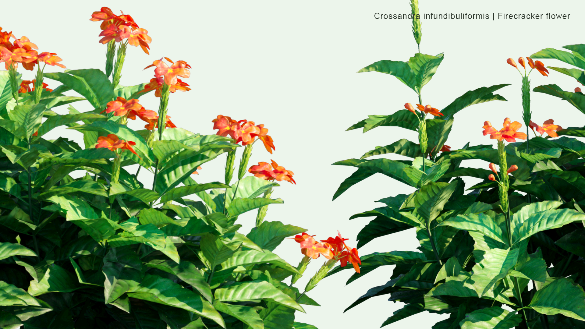 2D Crossandra Infundibuliformis - Firecracker Flower