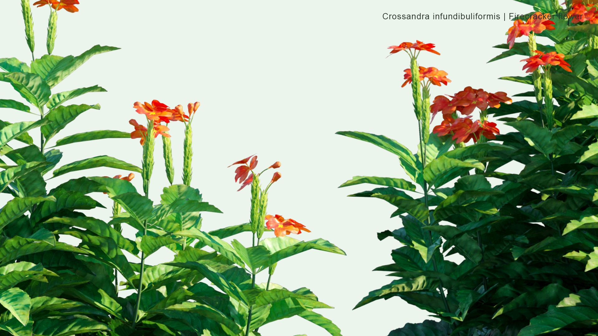 2D Crossandra Infundibuliformis - Firecracker Flower