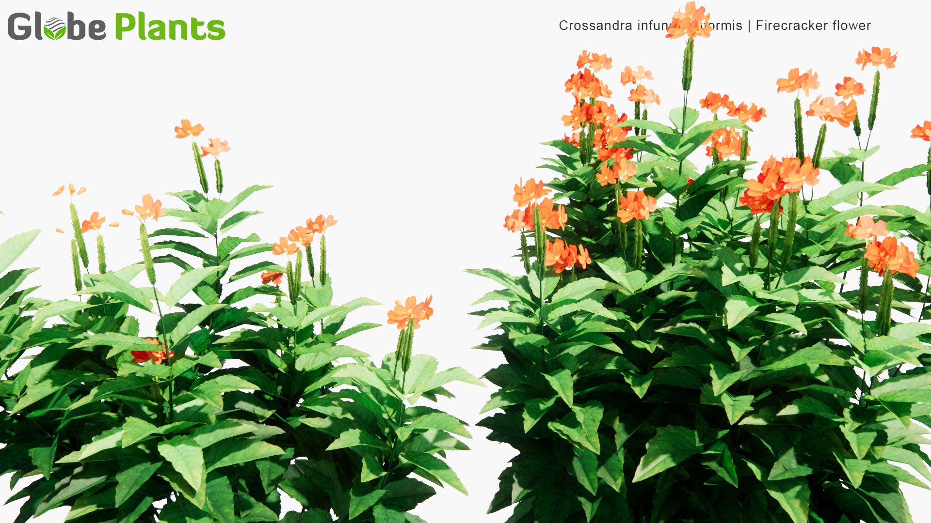 Low Poly Crossandra Infundibuliformis - Firecracker Flower (3D Model)