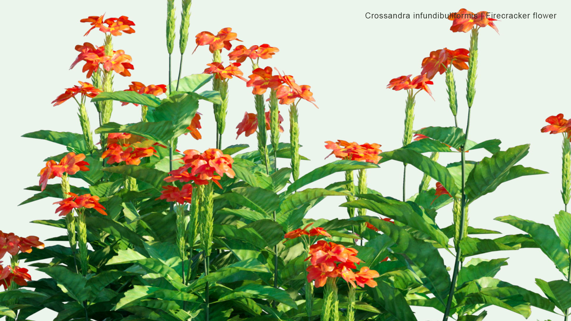 2D Crossandra Infundibuliformis - Firecracker Flower