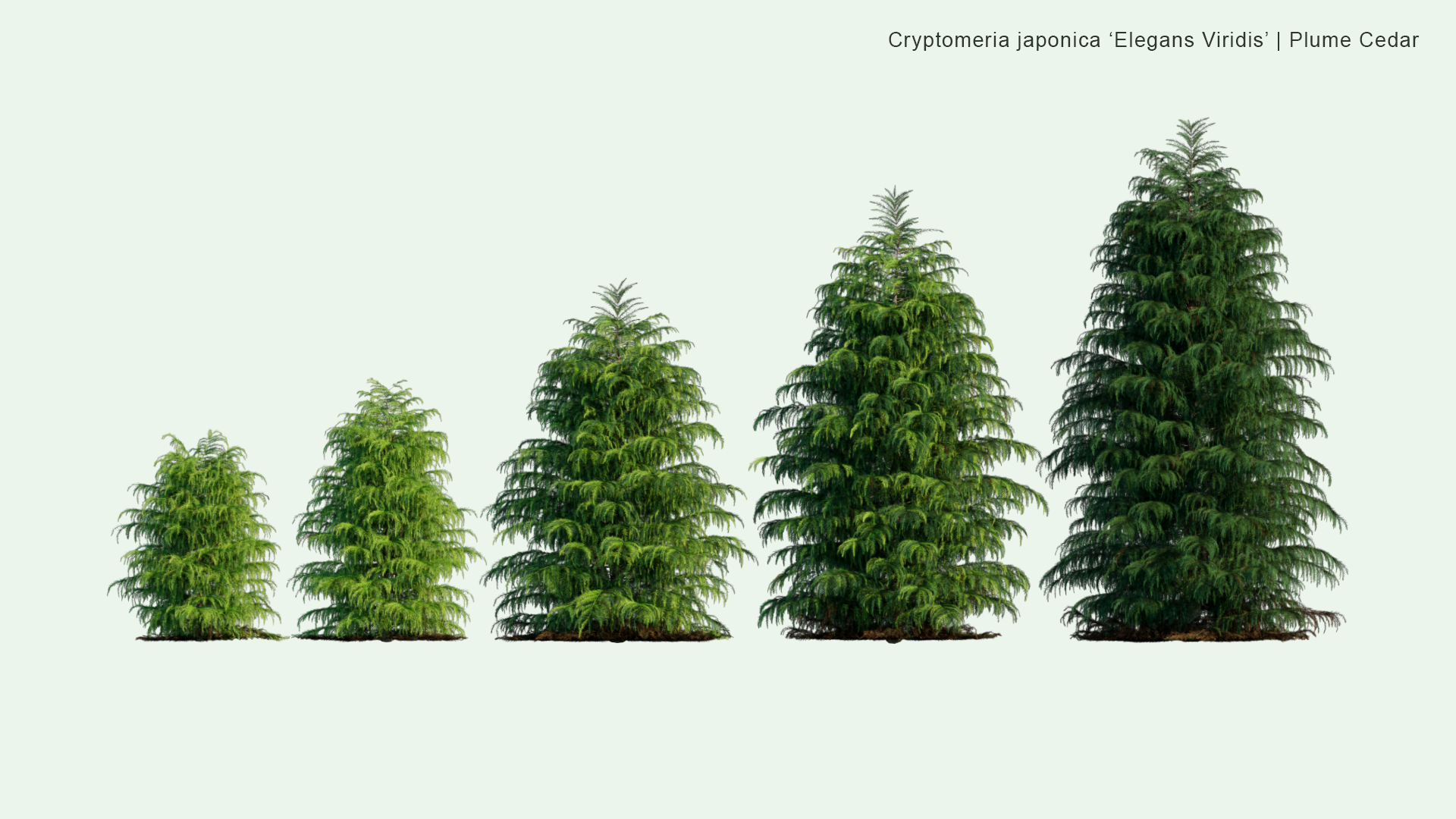 2D Cryptomeria Japonica 'Elegans Viridis' - Plume Cedar, Plume Cryptomeria