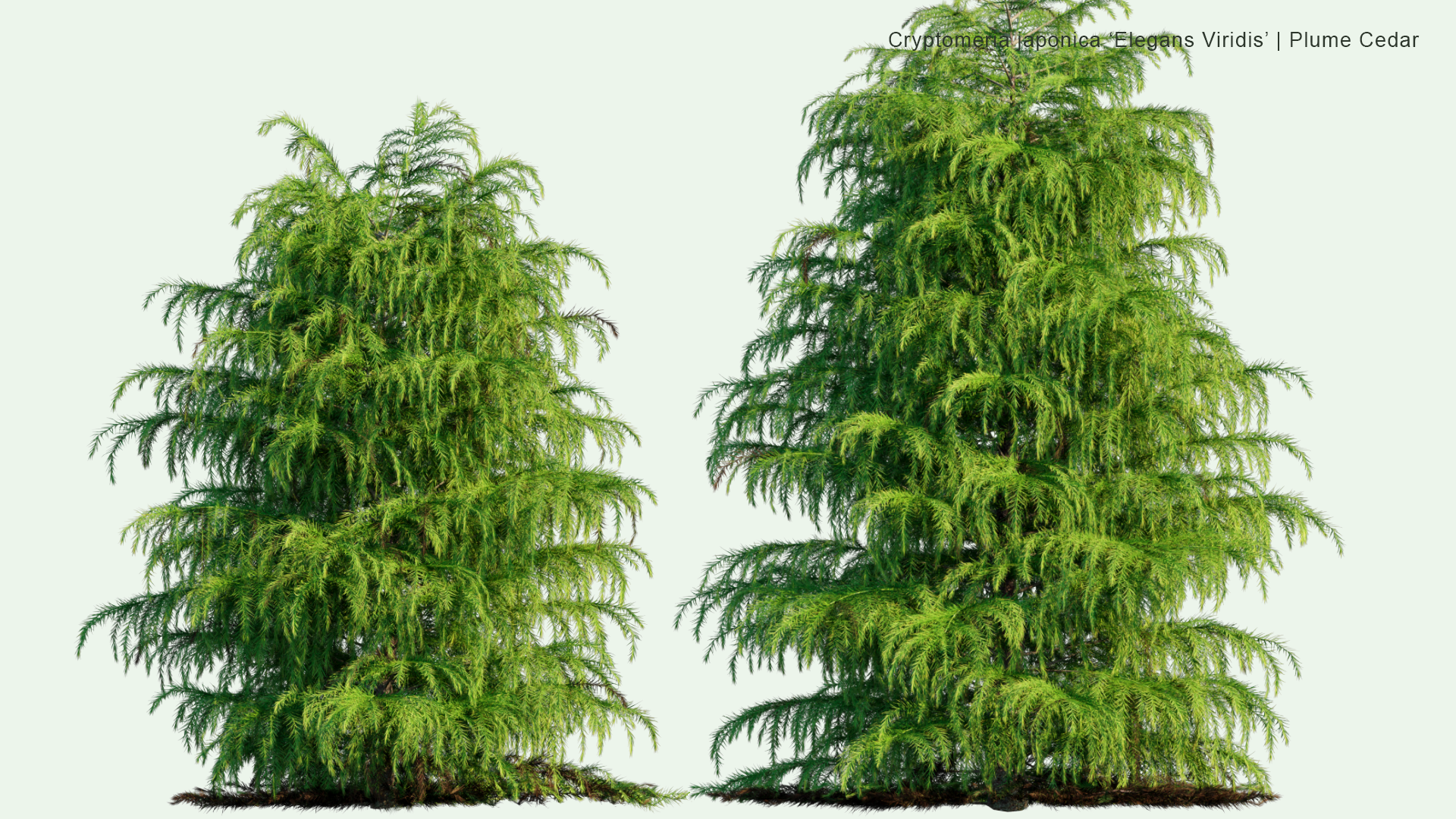 2D Cryptomeria Japonica 'Elegans Viridis' - Plume Cedar, Plume Cryptomeria