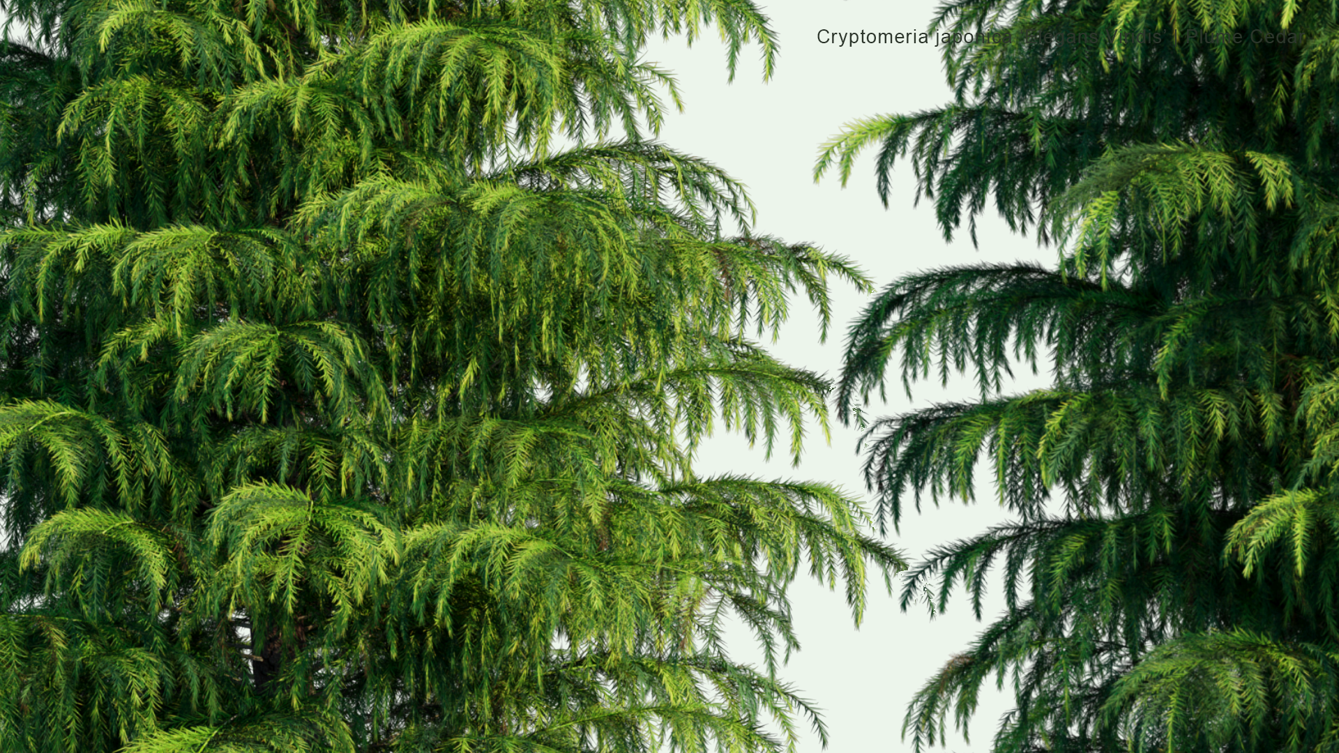 2D Cryptomeria Japonica 'Elegans Viridis' - Plume Cedar, Plume Cryptomeria