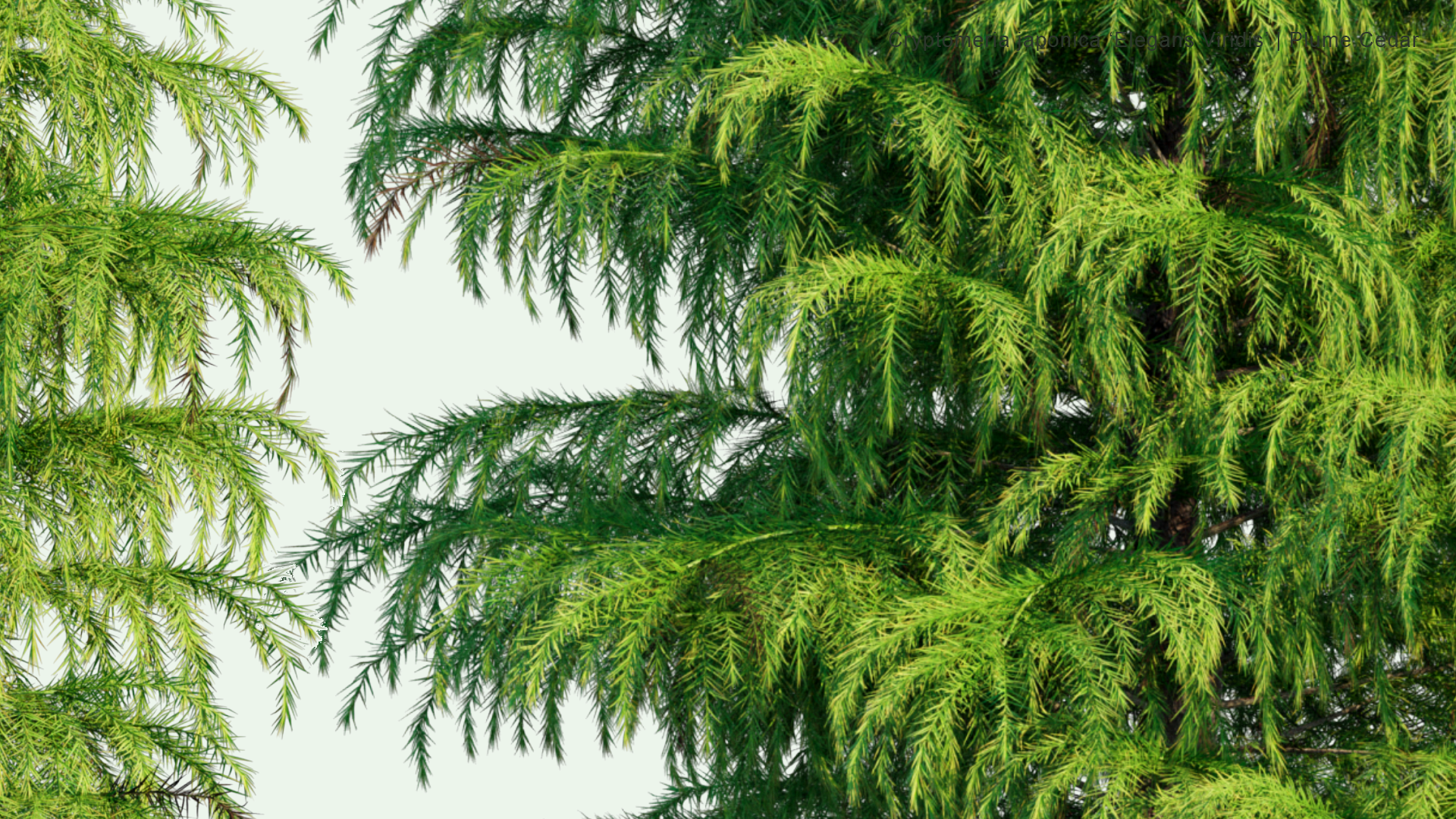 2D Cryptomeria Japonica 'Elegans Viridis' - Plume Cedar, Plume Cryptomeria