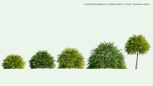 Cryptomeria Japonica 'Globosa Nana' 