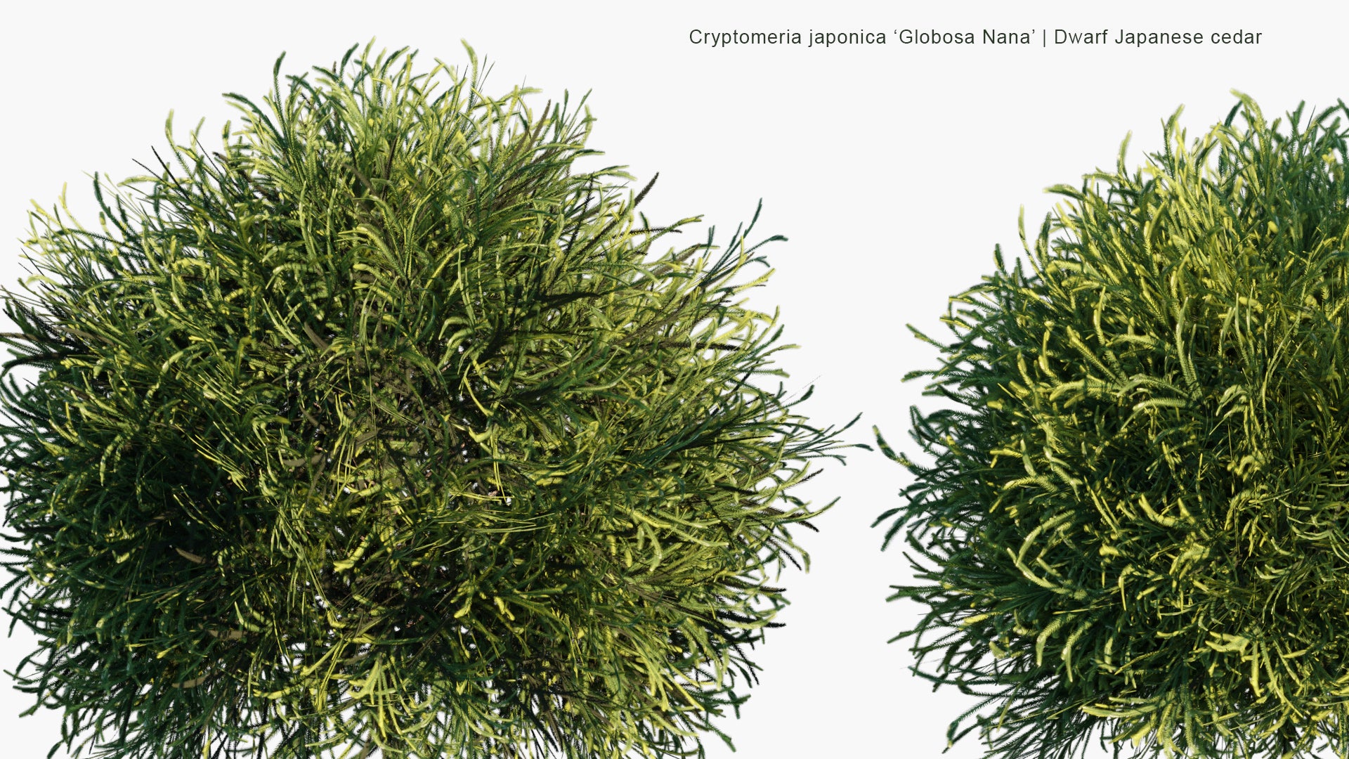 Low Poly Cryptomeria Japonica 'Globosa Nana' - Dwarf Japanese Cedar (3D Model)