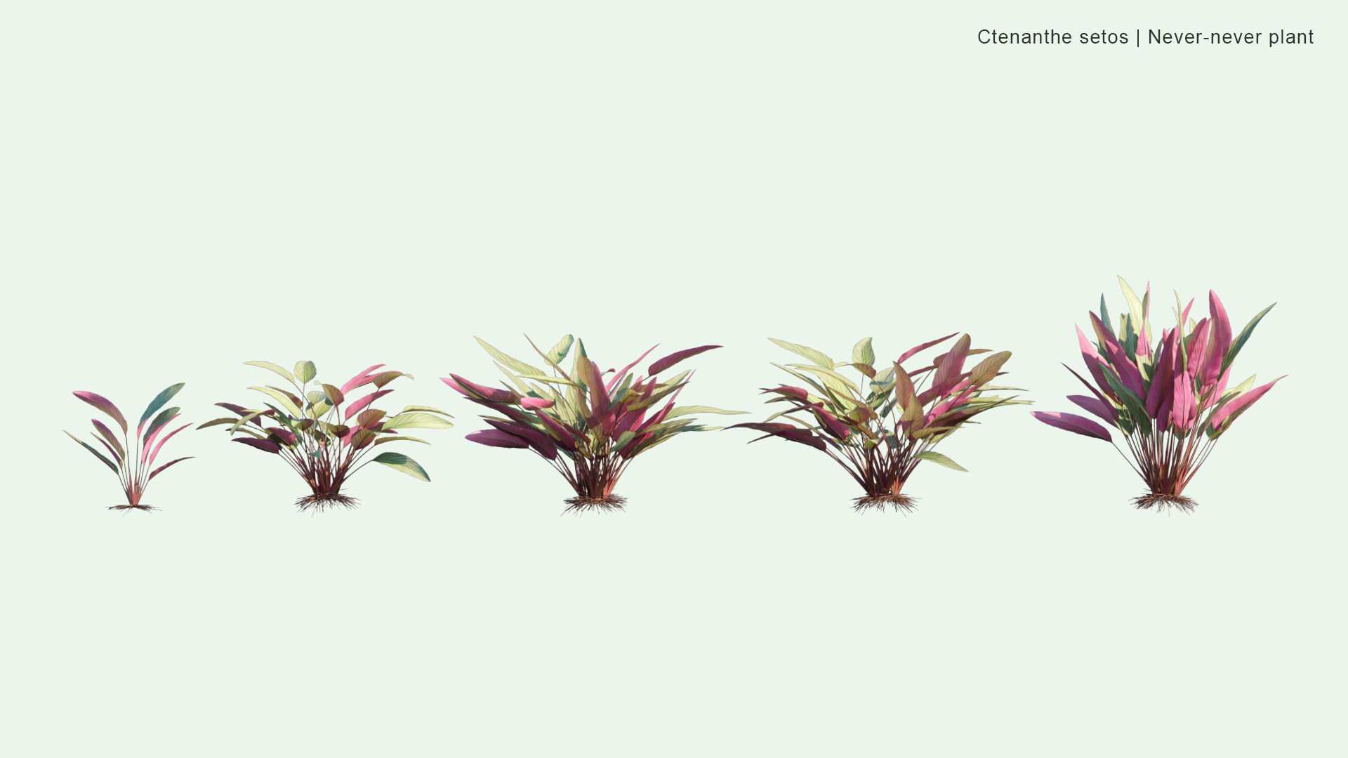 2D Ctenanthe Setosa - Never-Never Plant
