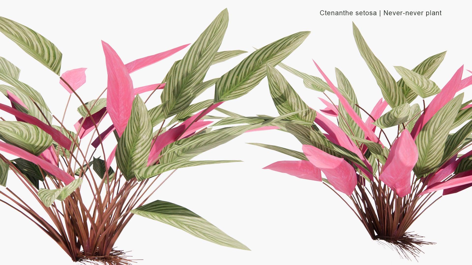 Low Poly Ctenanthe Setosa - Never-Never Plant (3D Model)
