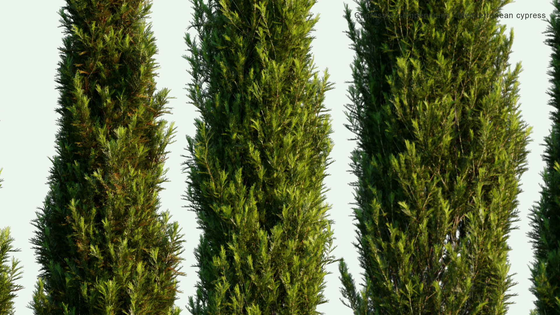 2D Cupressus Sempervirens - Mediterranean Cypress, Tuscan Cypress, Persian Cypress, Pencil Pine
