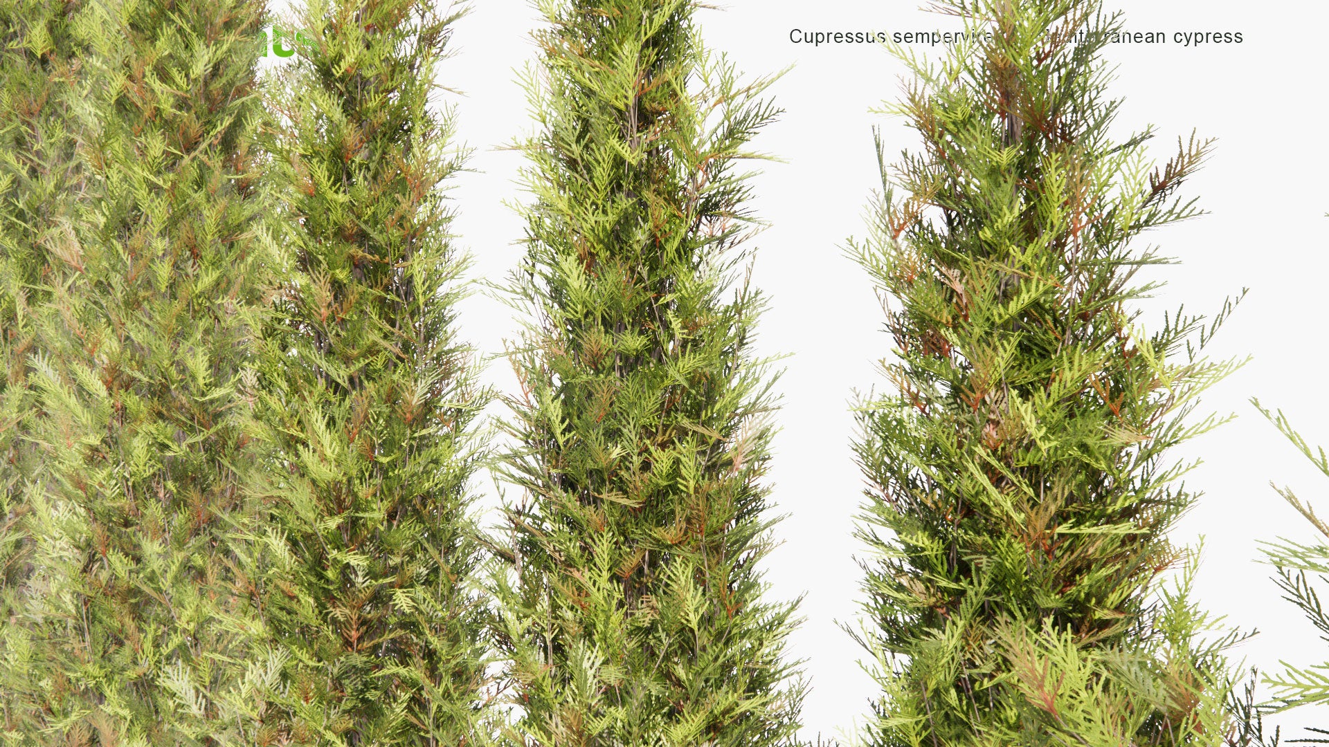 Low Poly Cupressus Sempervirens - Mediterranean Cypress, Tuscan Cypress, Persian Cypress, Pencil Pine (3D Model)