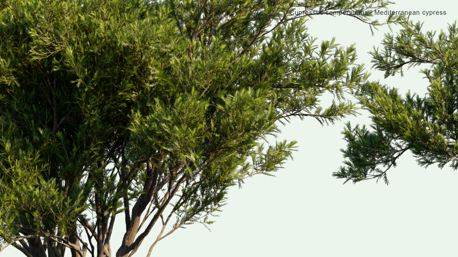 2D Cupressus Sempervirens - Mediterranean Cypress, Tuscan Cypress, Persian Cypress, Pencil Pine