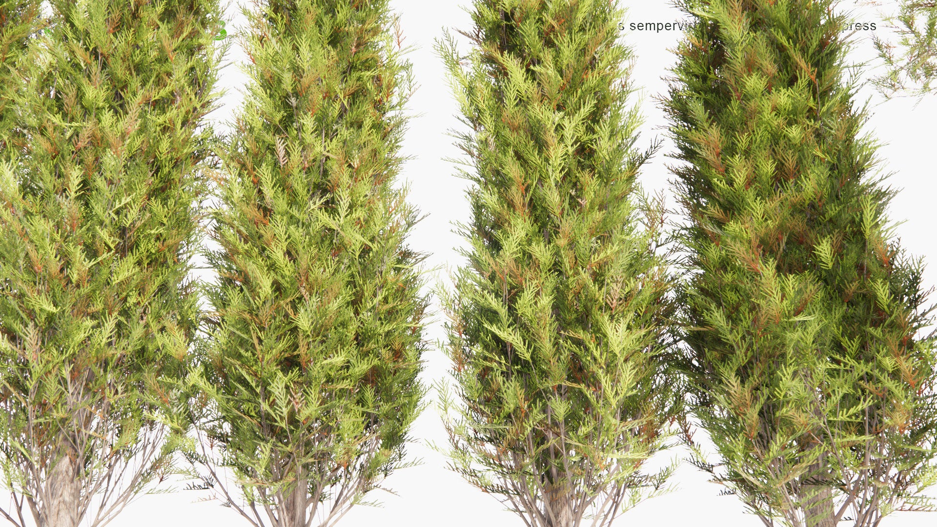 Low Poly Cupressus Sempervirens - Mediterranean Cypress, Tuscan Cypress, Persian Cypress, Pencil Pine (3D Model)