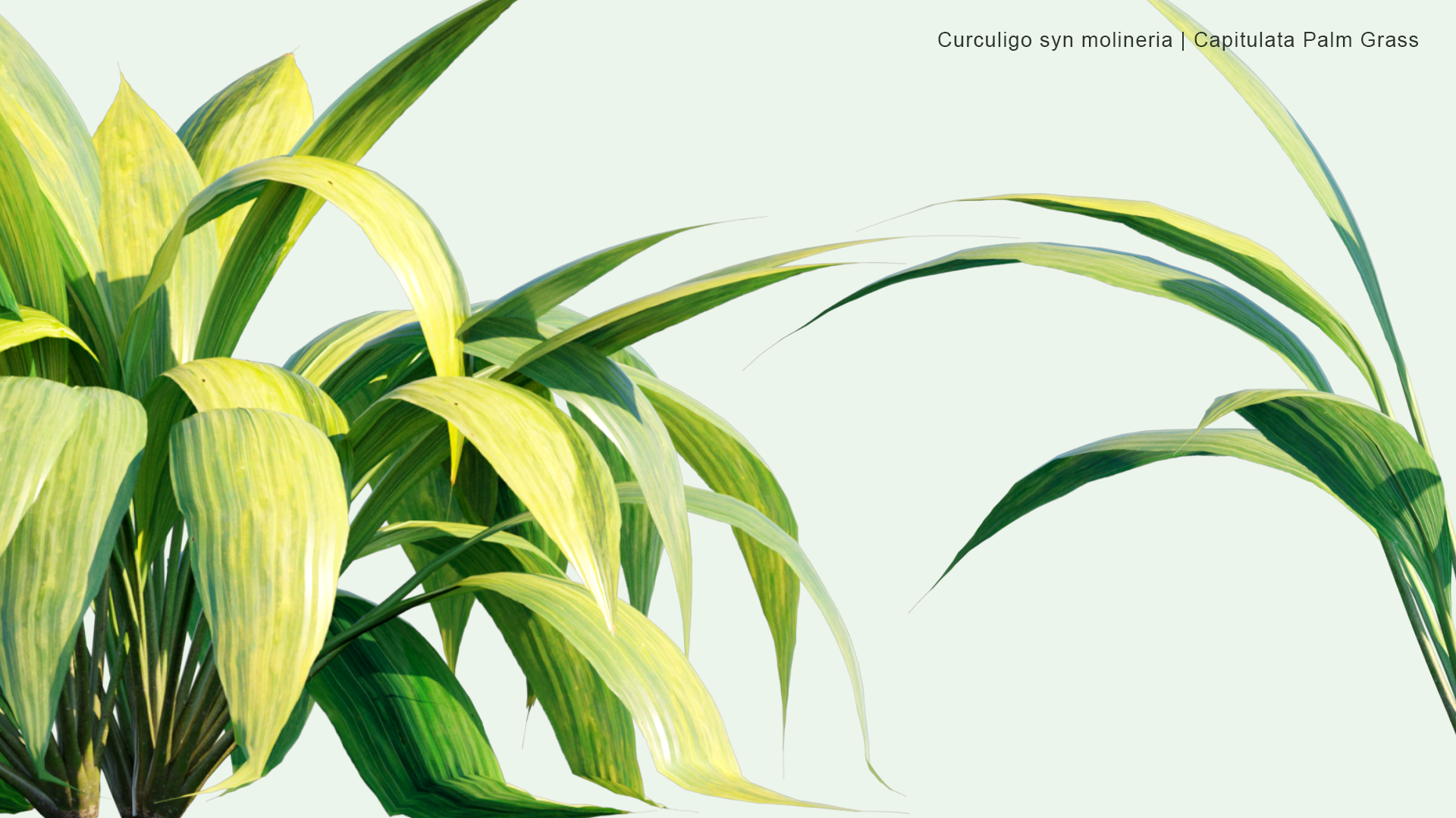 2D Curculigo Syn Molineria - Capitulata Palm Grass