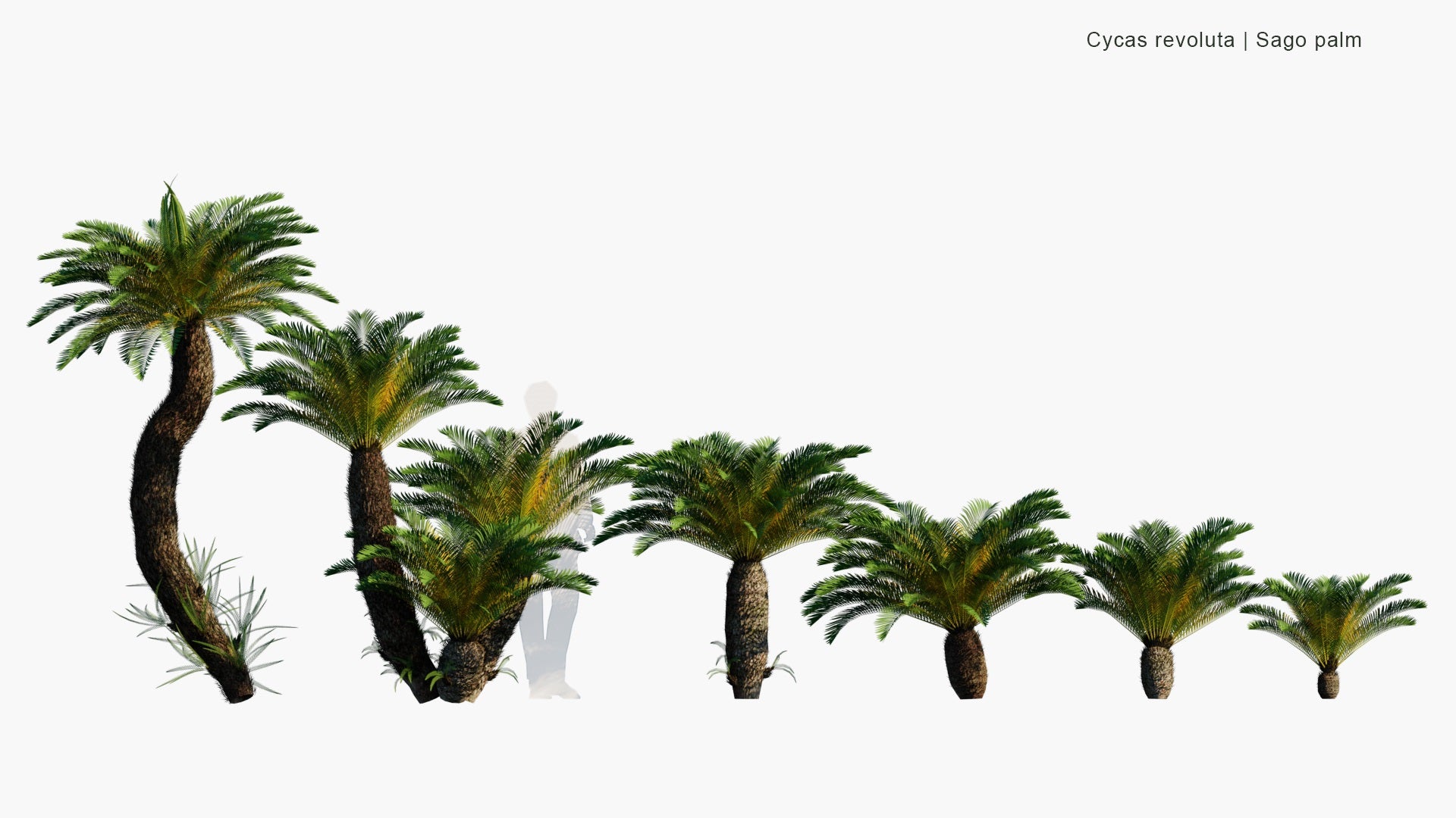 Low Poly Cycas Revoluta - Sago Palm, King Sago, Sago Cycad, Japanese Sago Palm (3D Model)
