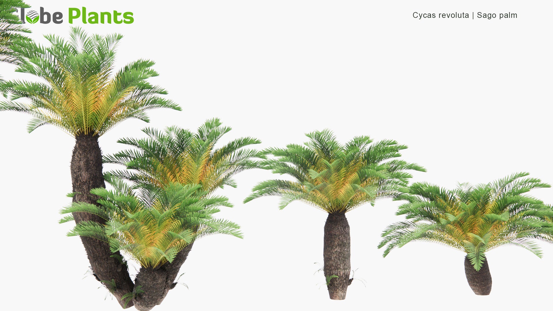 Low Poly Cycas Revoluta - Sago Palm, King Sago, Sago Cycad, Japanese Sago Palm (3D Model)