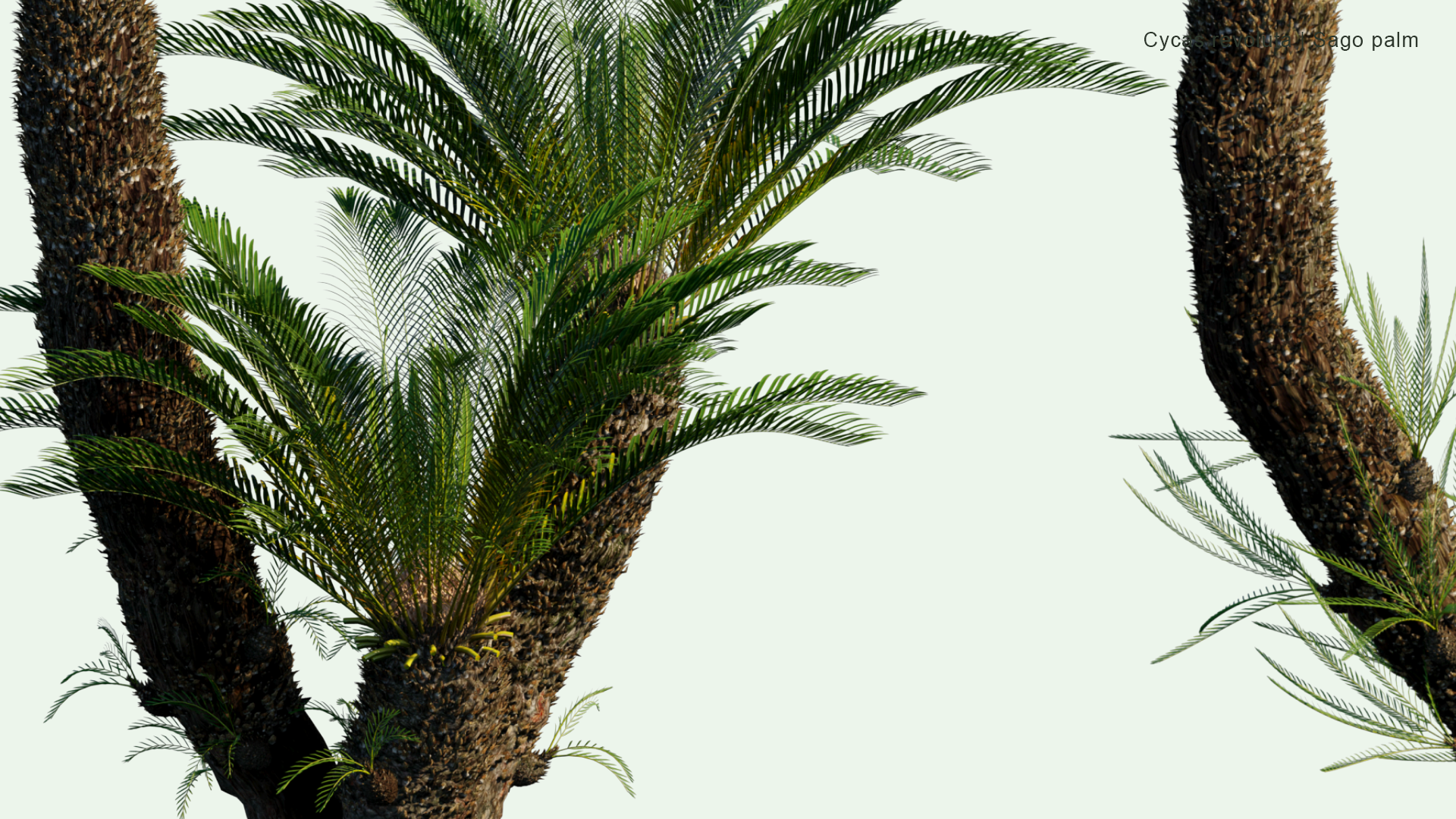2D  Cycas Revoluta - Sago Palm, King Sago, Sago Cycad, Japanese Sago Palm