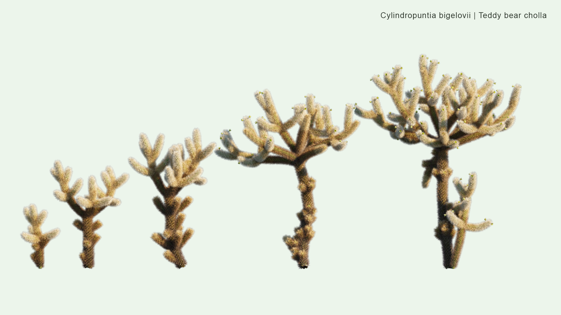 2D Cylindropuntia Bigelovii - Teddy Bear Cholla