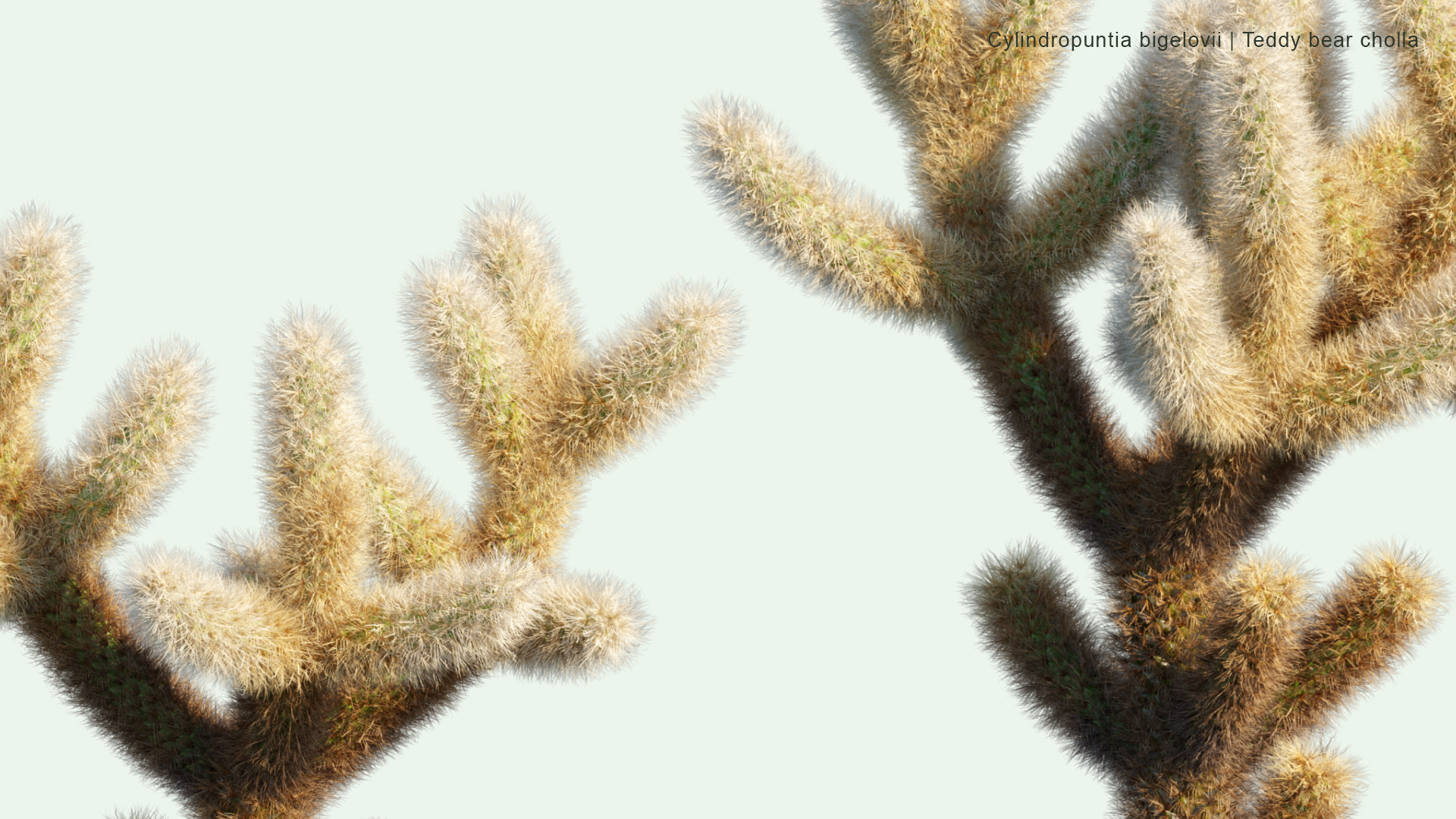 2D Cylindropuntia Bigelovii - Teddy Bear Cholla