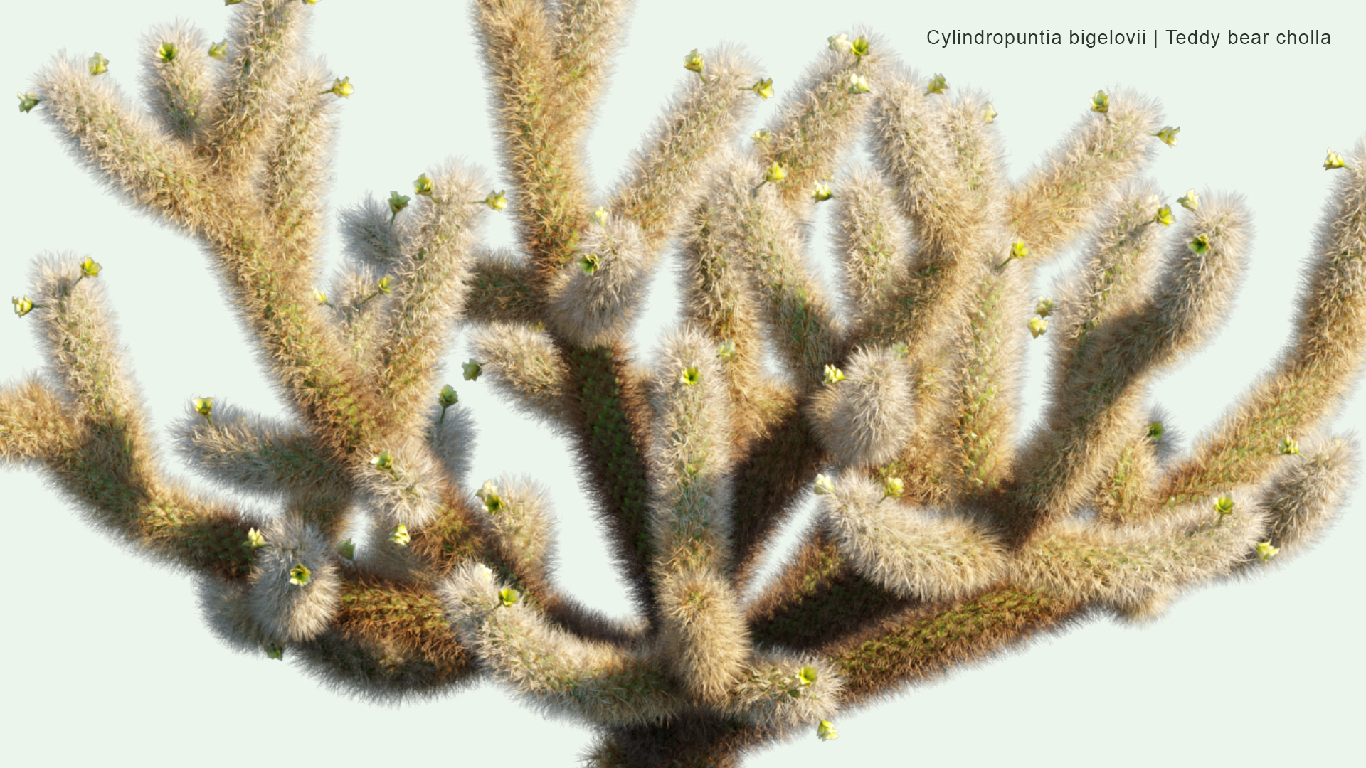 2D Cylindropuntia Bigelovii - Teddy Bear Cholla