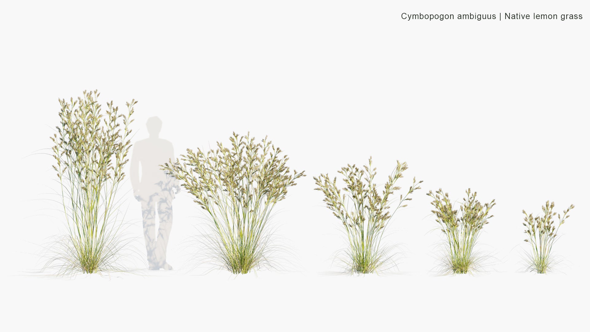 Low Poly Cymbopogon Ambiguus - Australian Lemon-Scented Grass (3D Model)