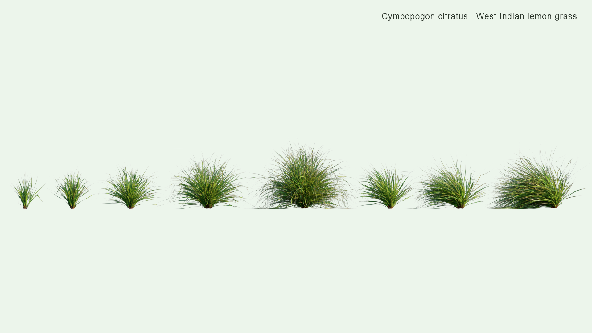 2D Cymbopogon Citratus - West Indian Lemon Grass