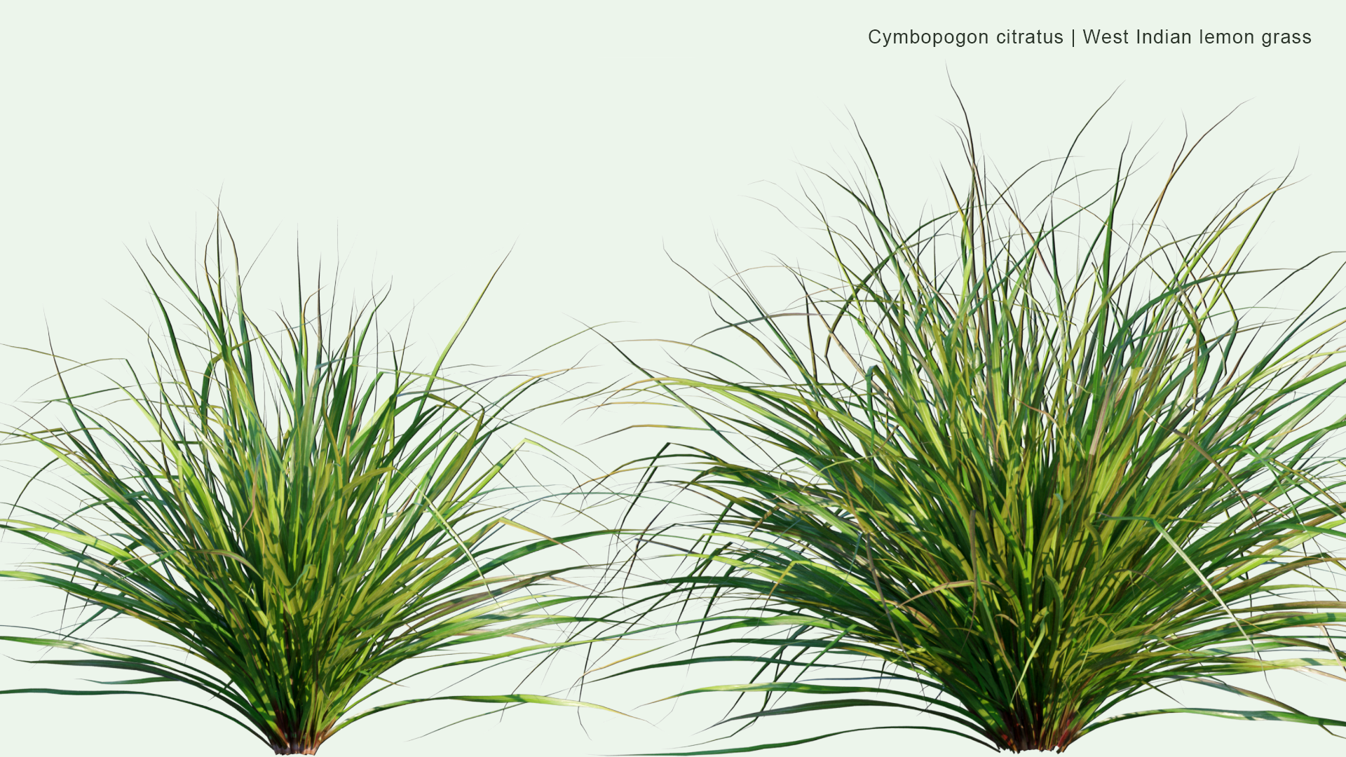 2D Cymbopogon Citratus - West Indian Lemon Grass