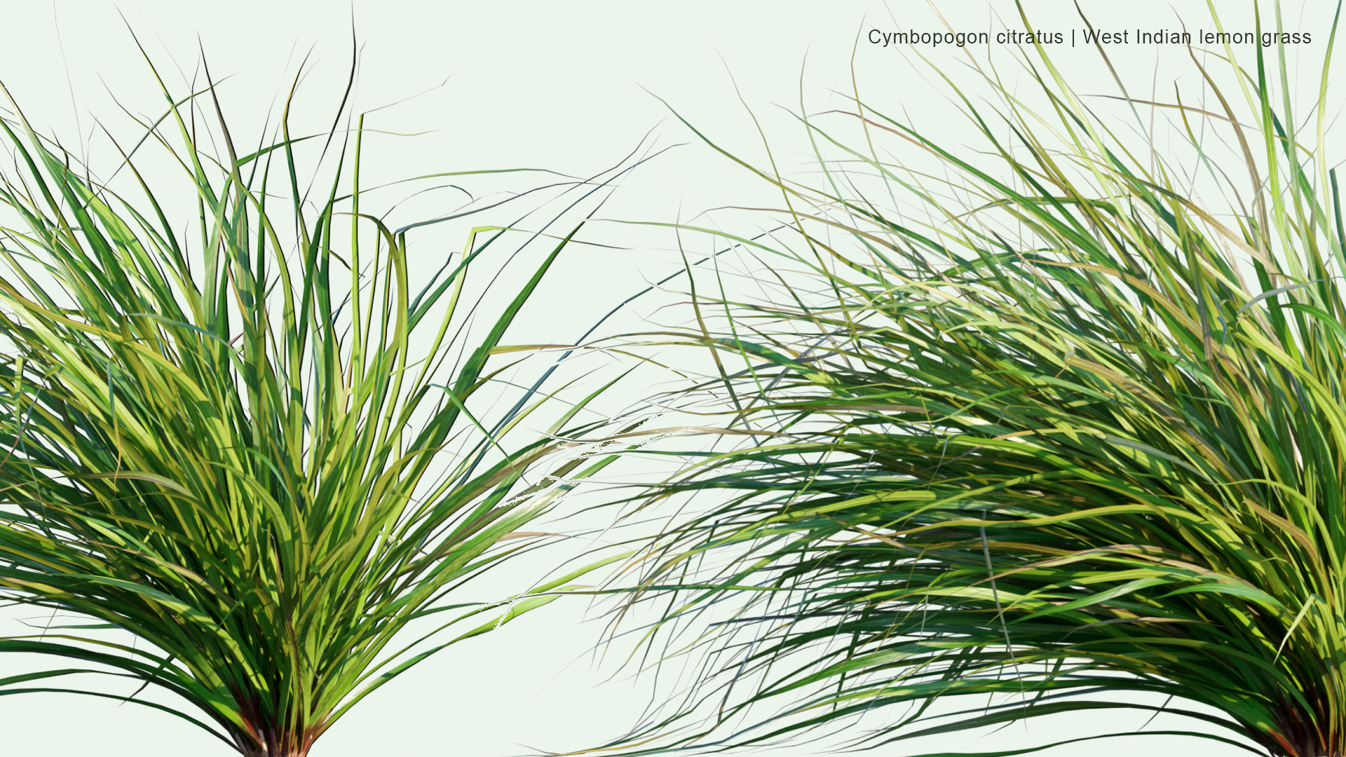 2D Cymbopogon Citratus - West Indian Lemon Grass