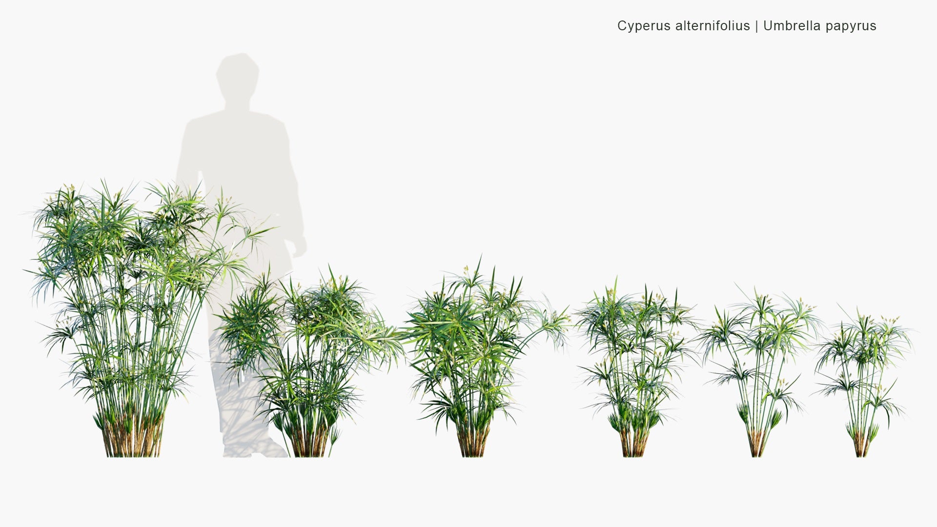 Low Poly Cyperus Alternifolius - Umbrella Papyrus, Umbrella Sedge, Umbrella Palm (3D Model)