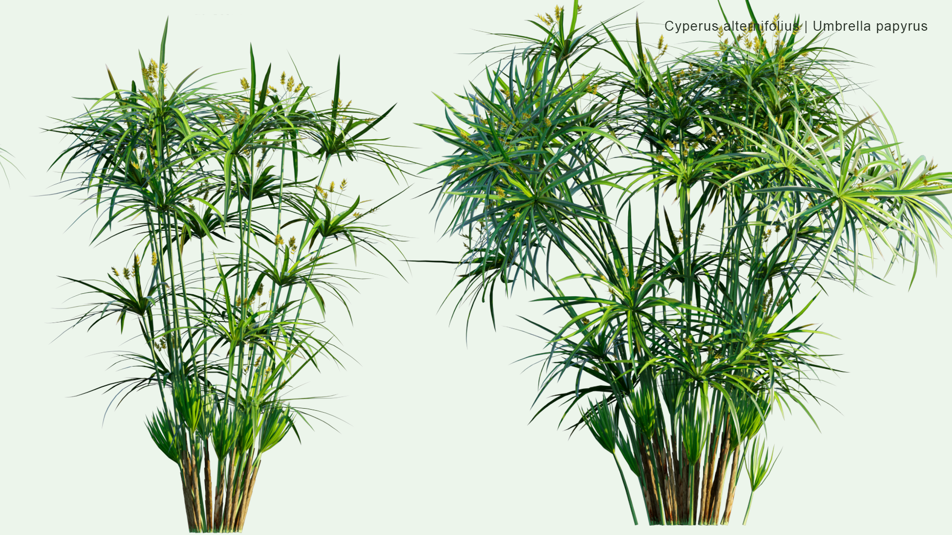 2D Cyperus Alternifolius - Umbrella Papyrus, Umbrella Sedge, Umbrella Palm