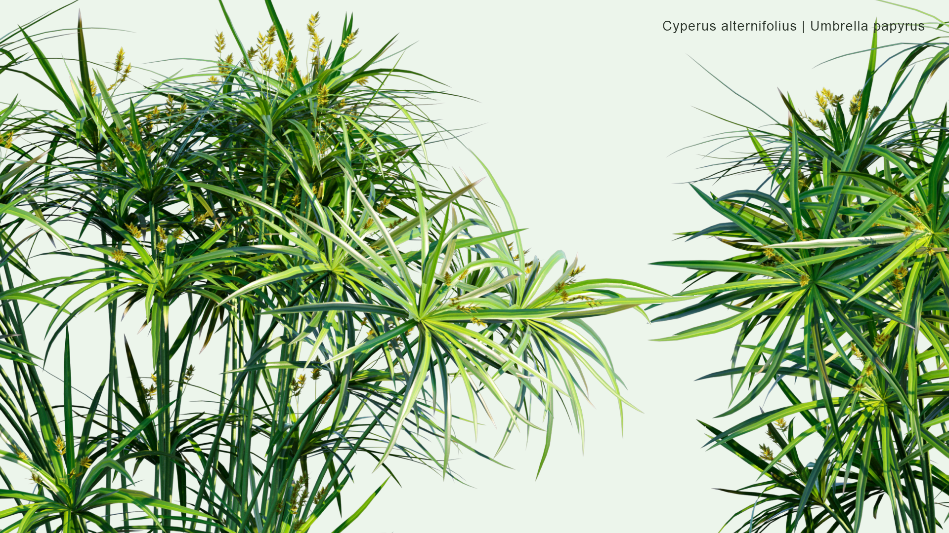 2D Cyperus Alternifolius - Umbrella Papyrus, Umbrella Sedge, Umbrella Palm
