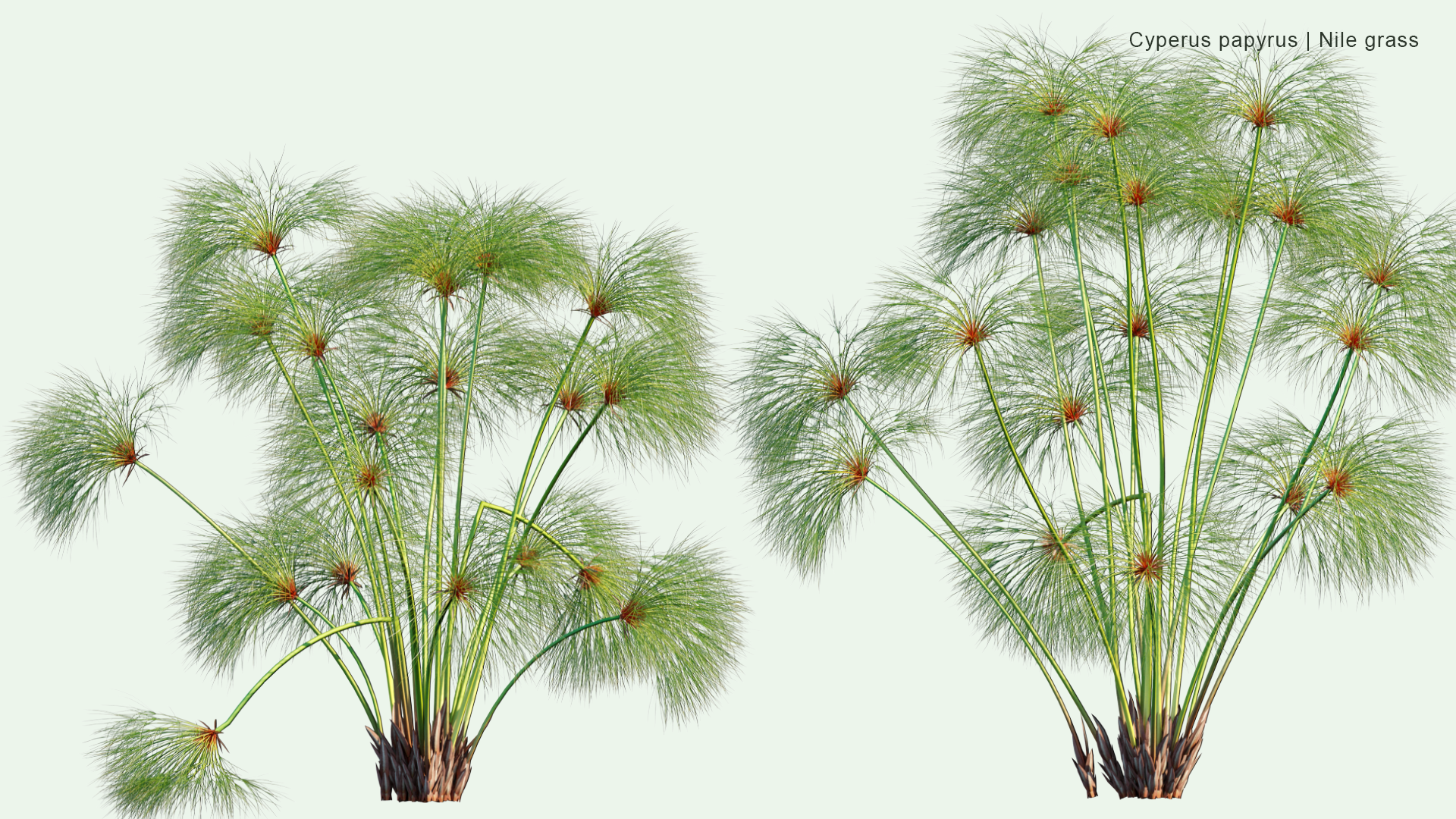 2D Cyperus Papyrus - Papyrus Sedge, Paper Reed, Indian Matting, Nile Grass