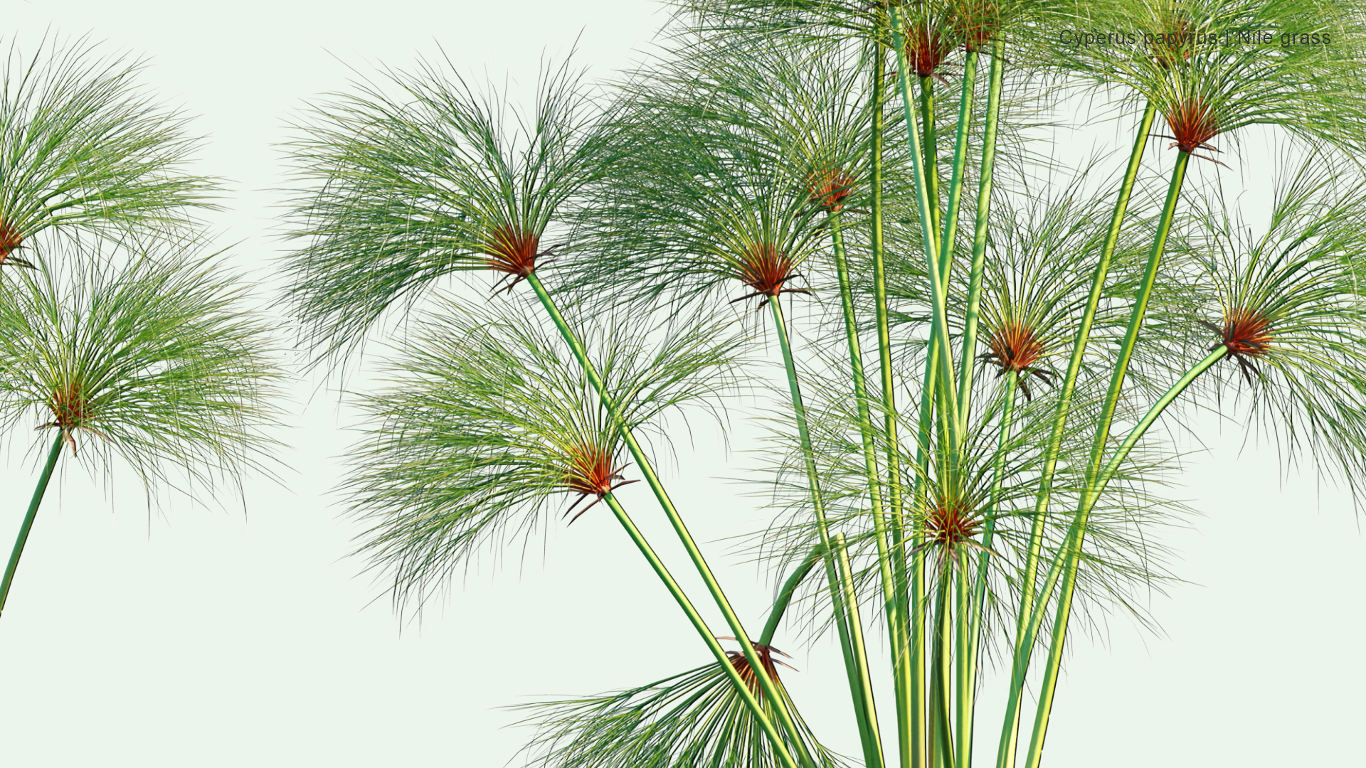 2D Cyperus Papyrus - Papyrus Sedge, Paper Reed, Indian Matting, Nile Grass