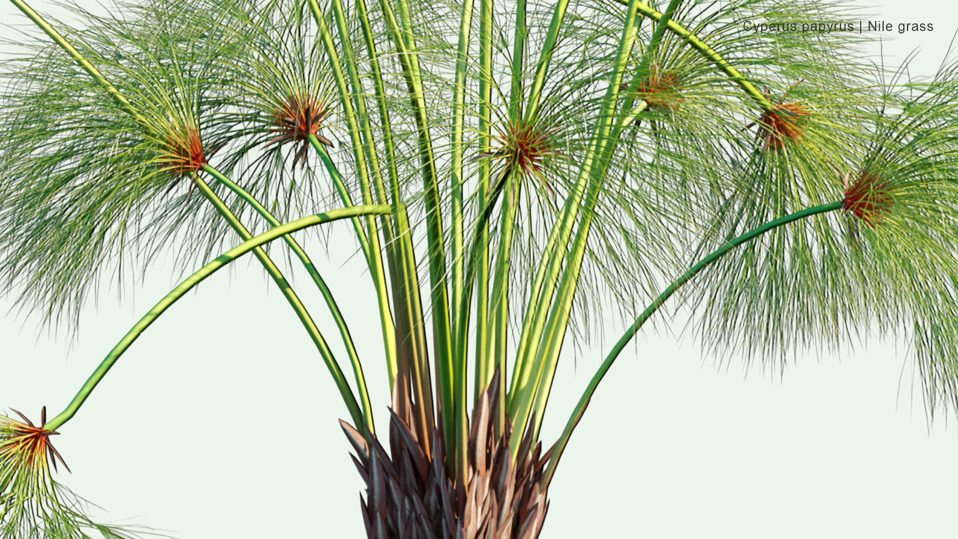 2D Cyperus Papyrus - Papyrus Sedge, Paper Reed, Indian Matting, Nile Grass