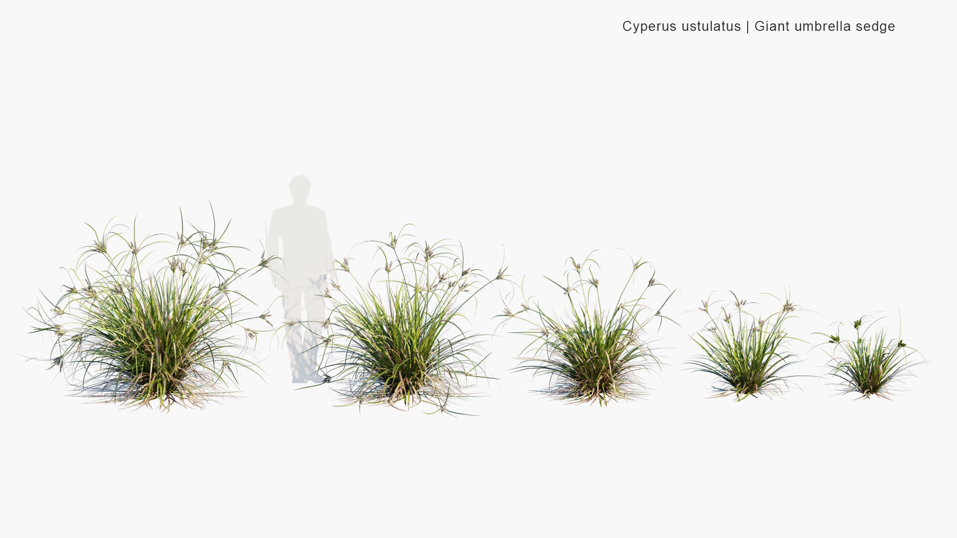 Low Poly Cyperus Ustulatus - Giant Umbrella-Sedge, Coastal Cutty Grass (3D Model)