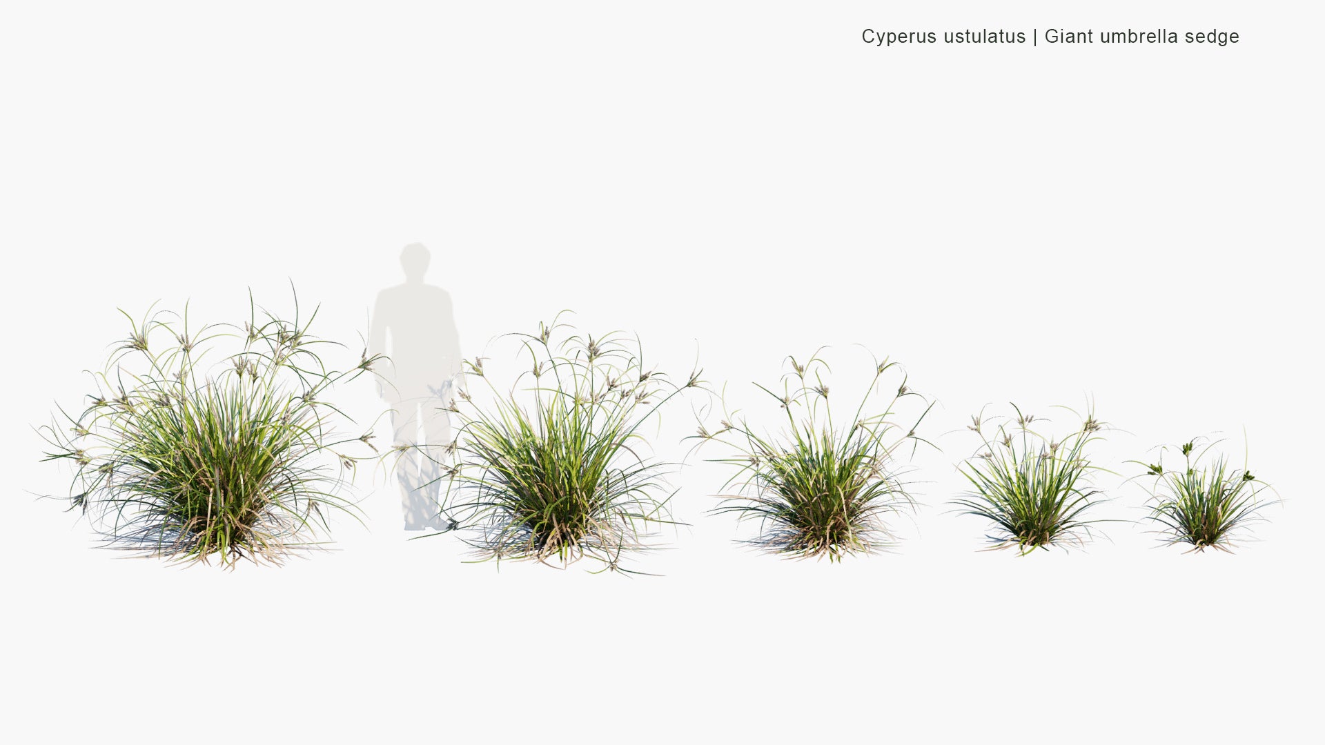 Low Poly | Cyperus Ustulatus - Giant Umbrella-Sedge, Coastal Cutty Grass