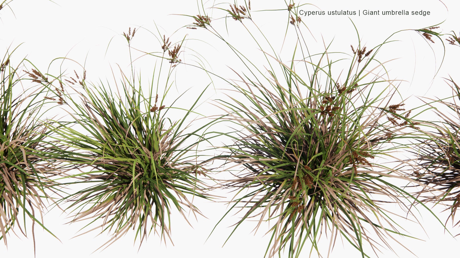 Low Poly Cyperus Ustulatus - Giant Umbrella-Sedge, Coastal Cutty Grass (3D Model)