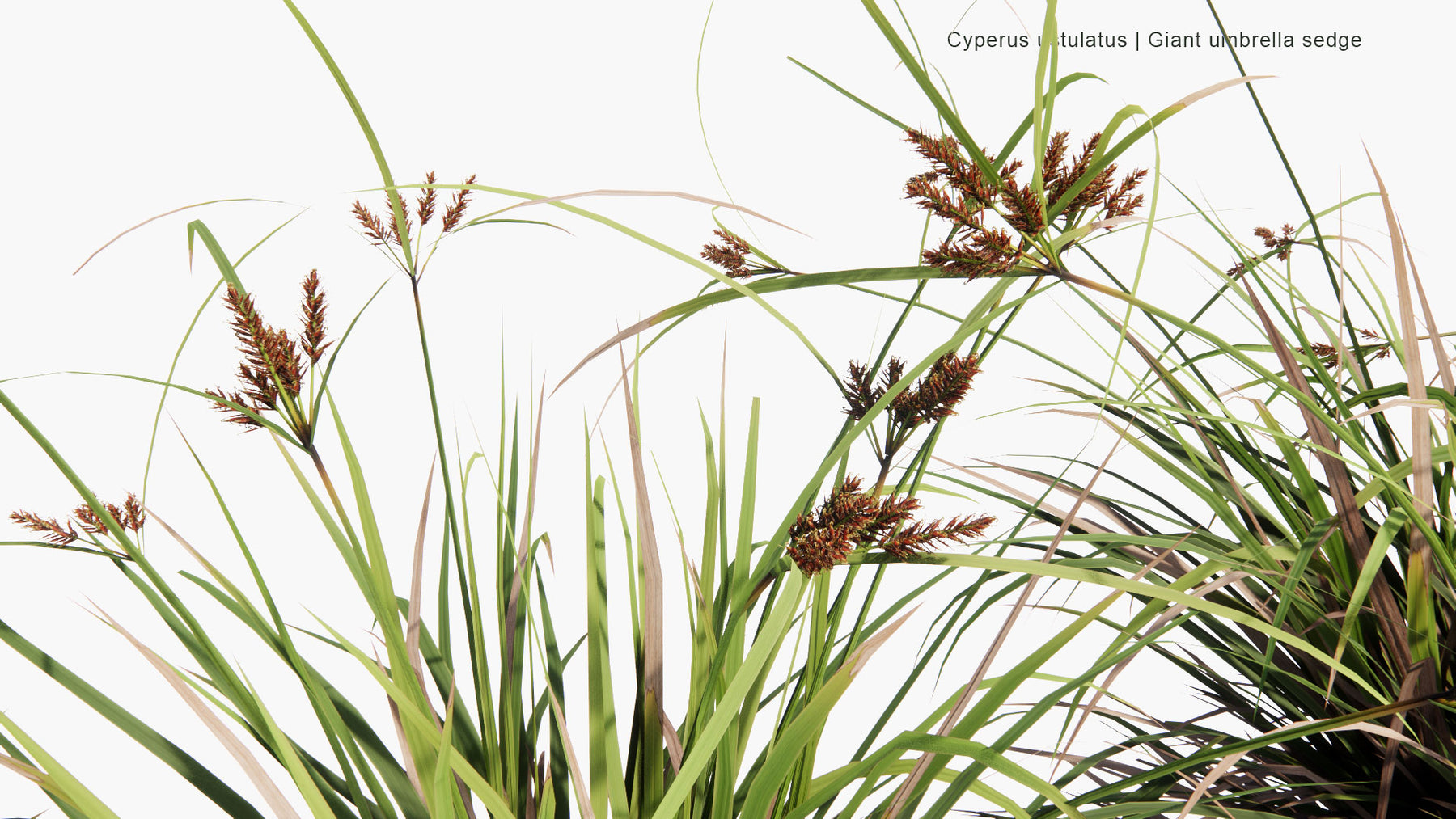 Low Poly | Cyperus Ustulatus (Giant Umbrella-Sedge) 3D Model