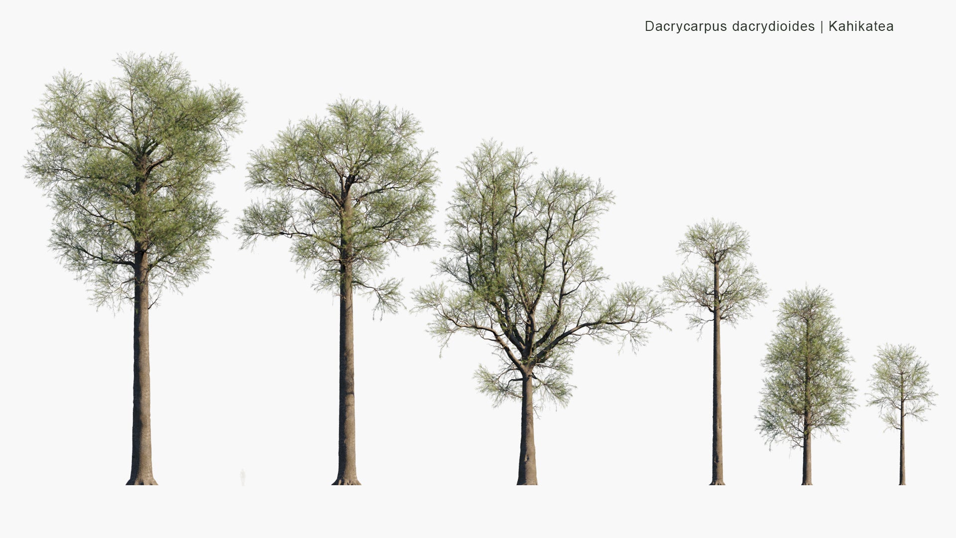 Low Poly Dacrycarpus Dacrydioides - Kahikatea, White Pine (3D Model)