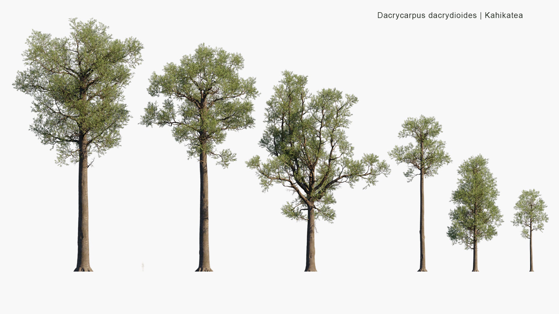 Dacrycarpus Dacrydioides - Kahikatea, White Pine (3D Model)