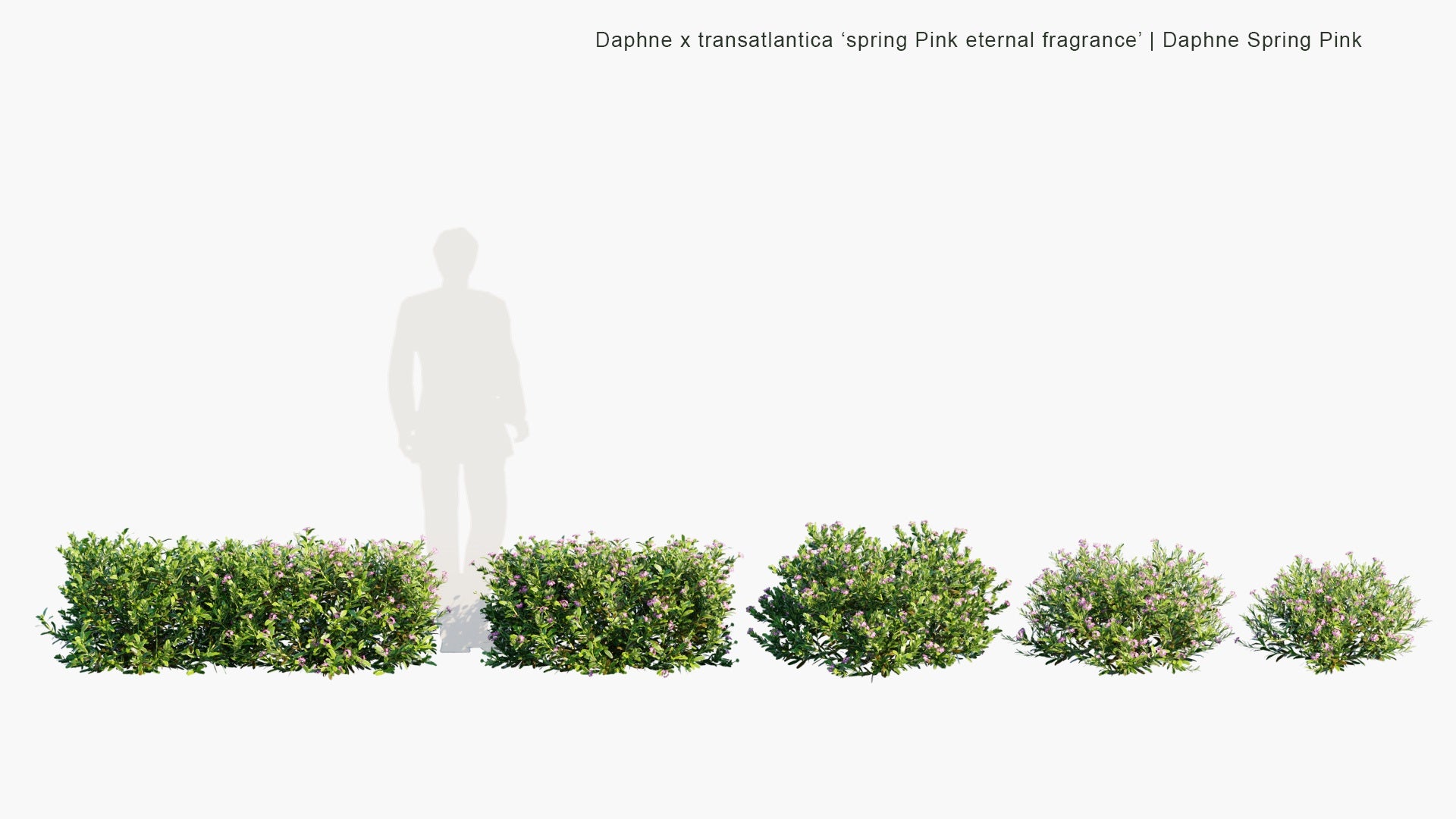 Low Poly Daphne x Transatlantica 'Spring Pink Eternal Fragrance' - Daphne Spring Pink (3D Model)
