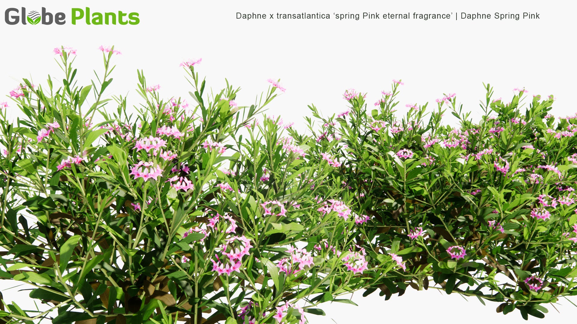 Low Poly Daphne x Transatlantica 'Spring Pink Eternal Fragrance' - Daphne Spring Pink (3D Model)