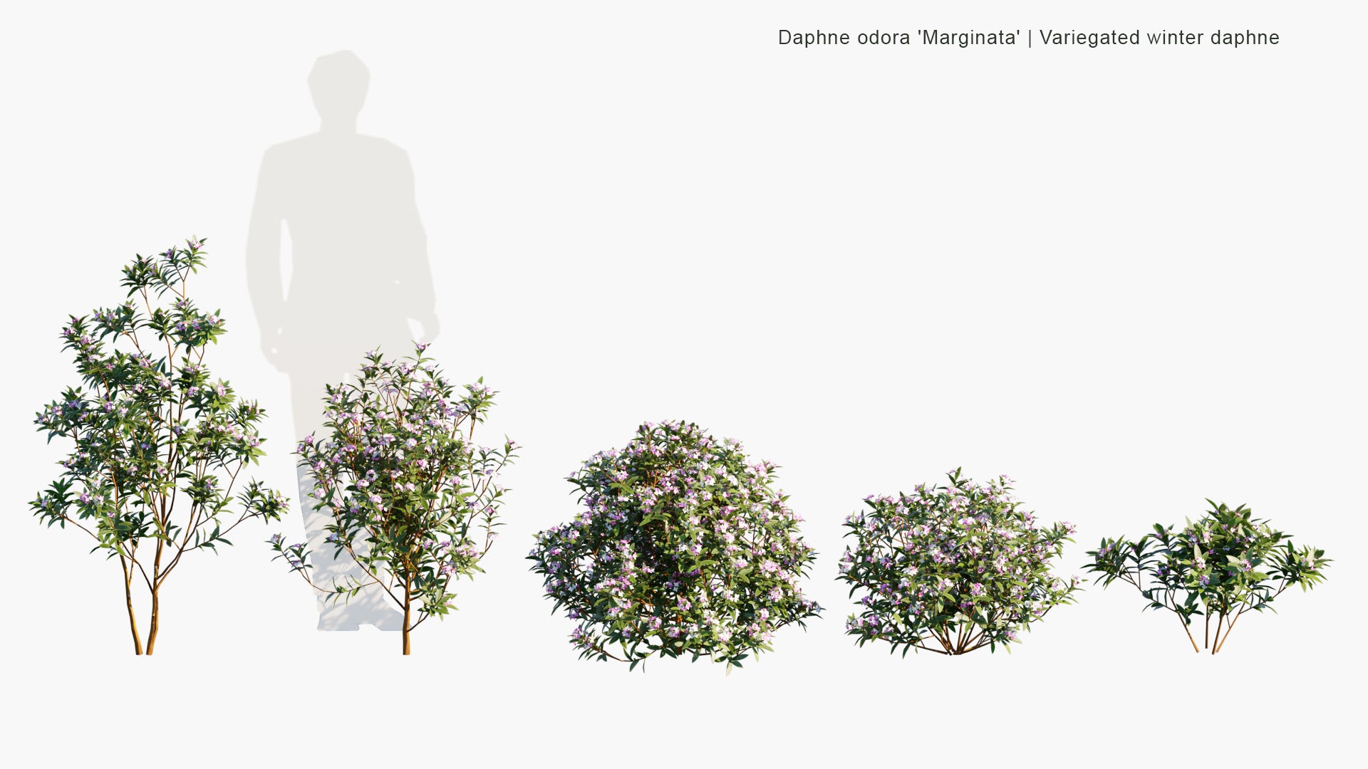 Low Poly Daphne Odora 'Marginata' - Variegated Winter Daphne (3D Model)