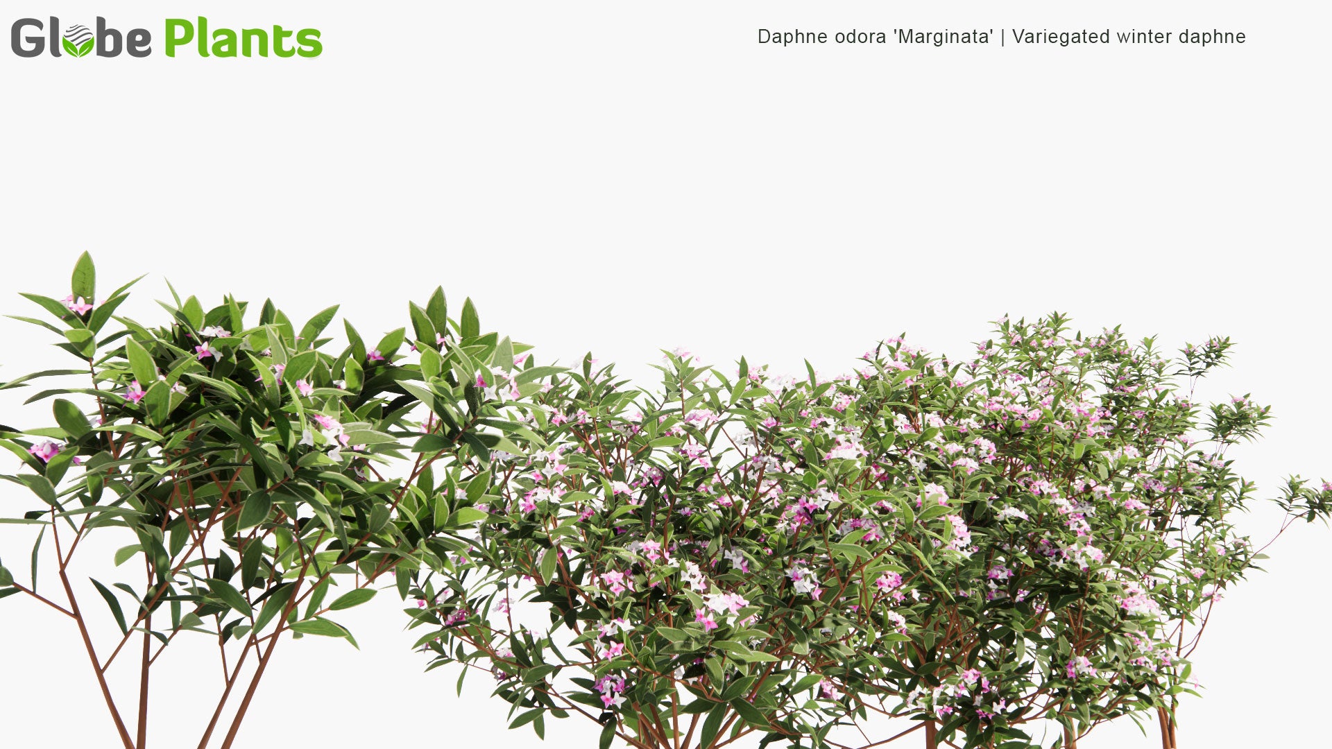Low Poly Daphne Odora 'Marginata' - Variegated Winter Daphne (3D Model)