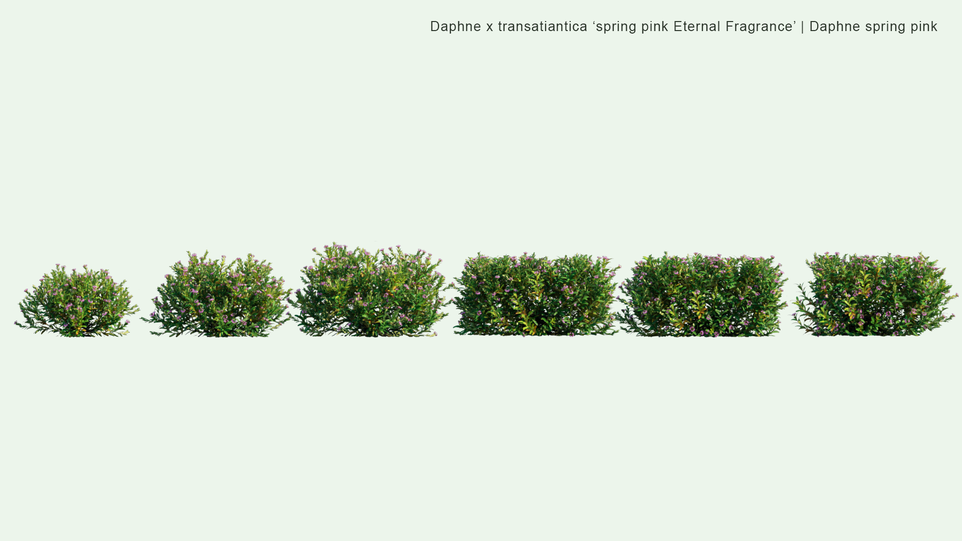 2D Daphne x Transatlantica 'Spring Pink Eternal Fragrance' - Daphne Spring Pink
