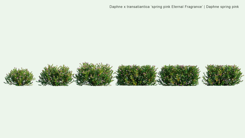 Daphne x Transatlantica 'Spring Pink Eternal Fragrance'