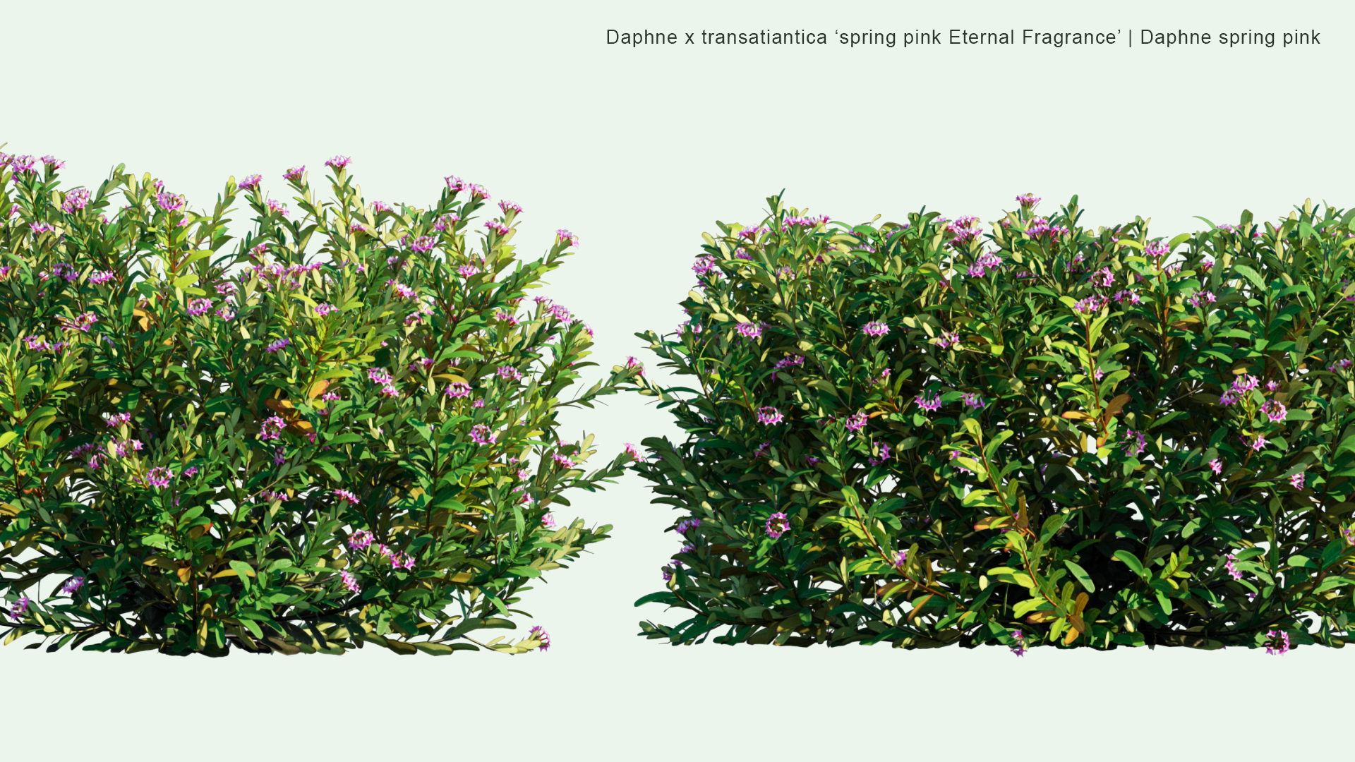 2D Daphne x Transatlantica 'Spring Pink Eternal Fragrance' - Daphne Spring Pink
