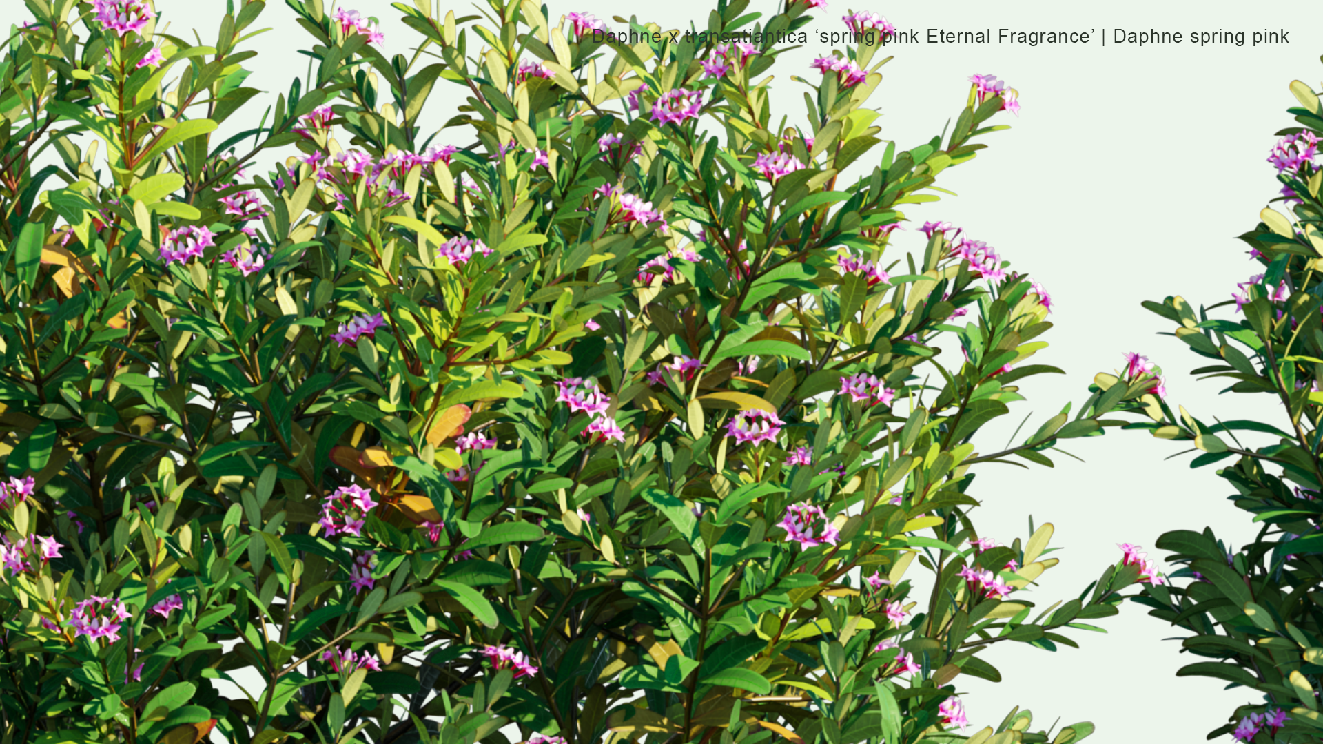 Daphne Transatlantica