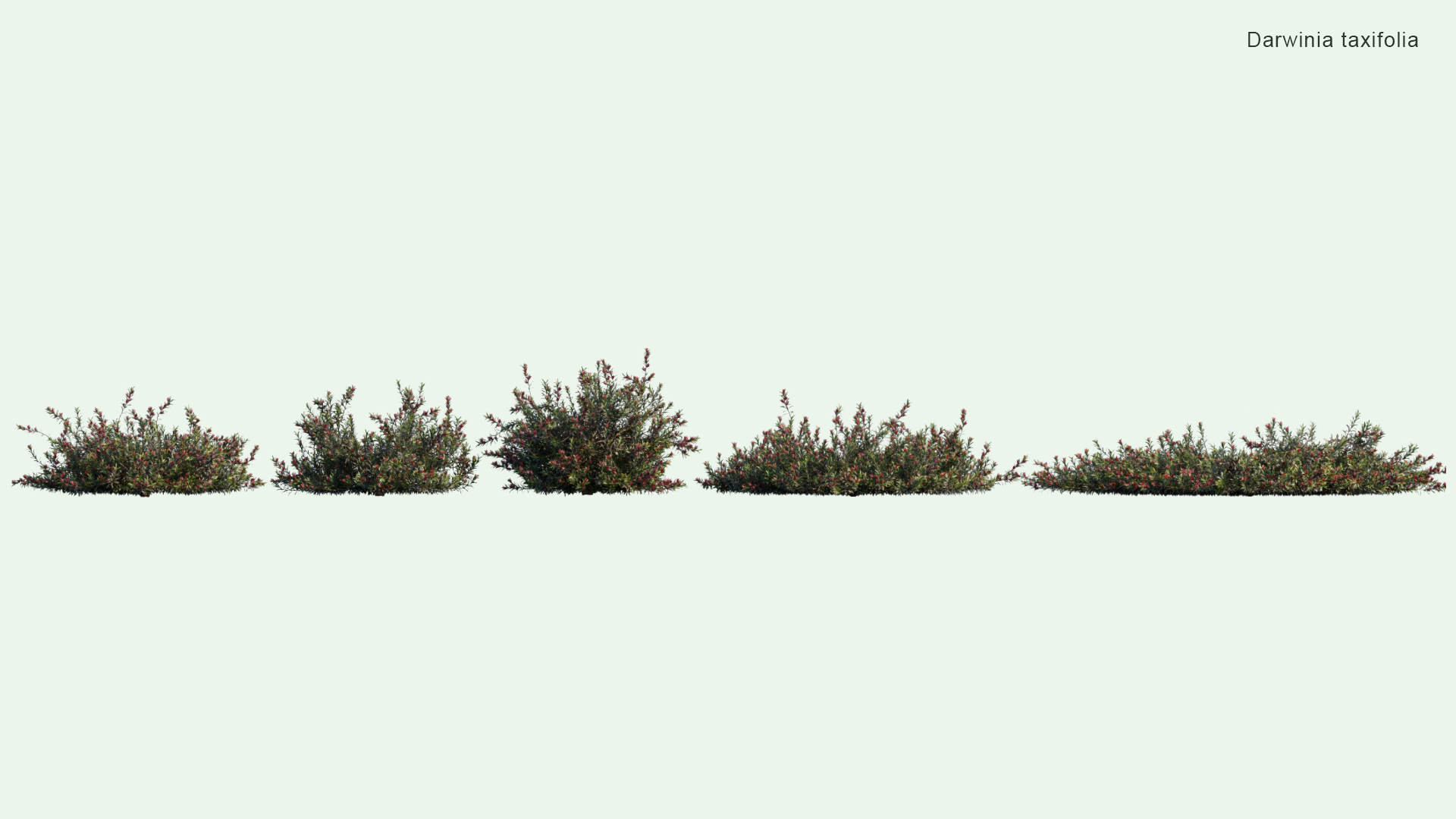 2D Darwinia Taxifolia