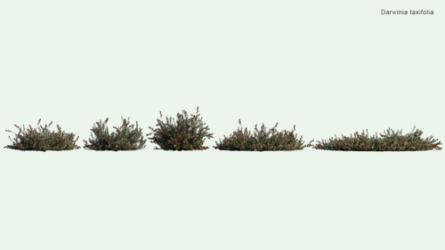 Darwinia Taxifolia