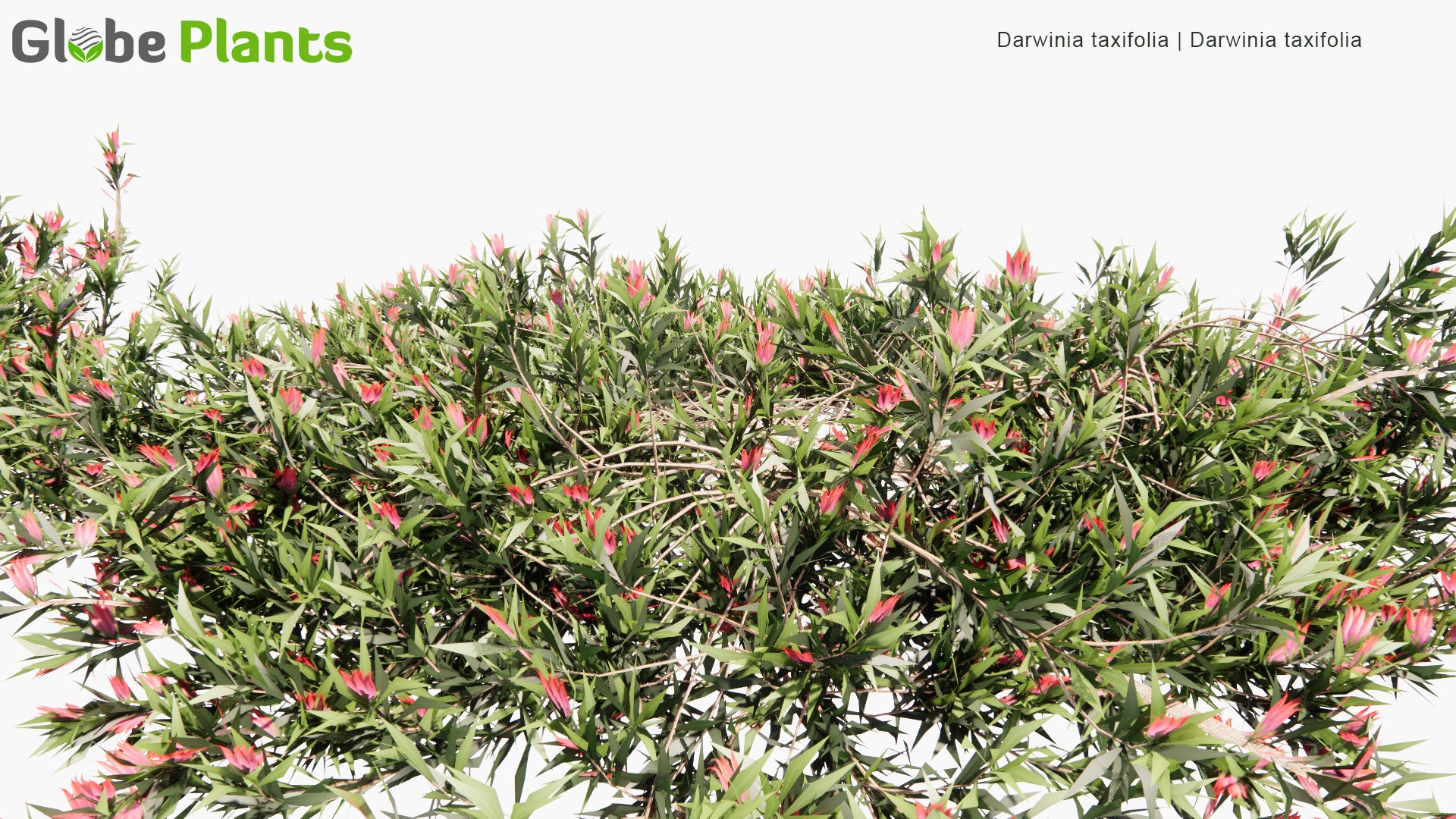 Low Poly Darwinia Taxifolia (3D Model)